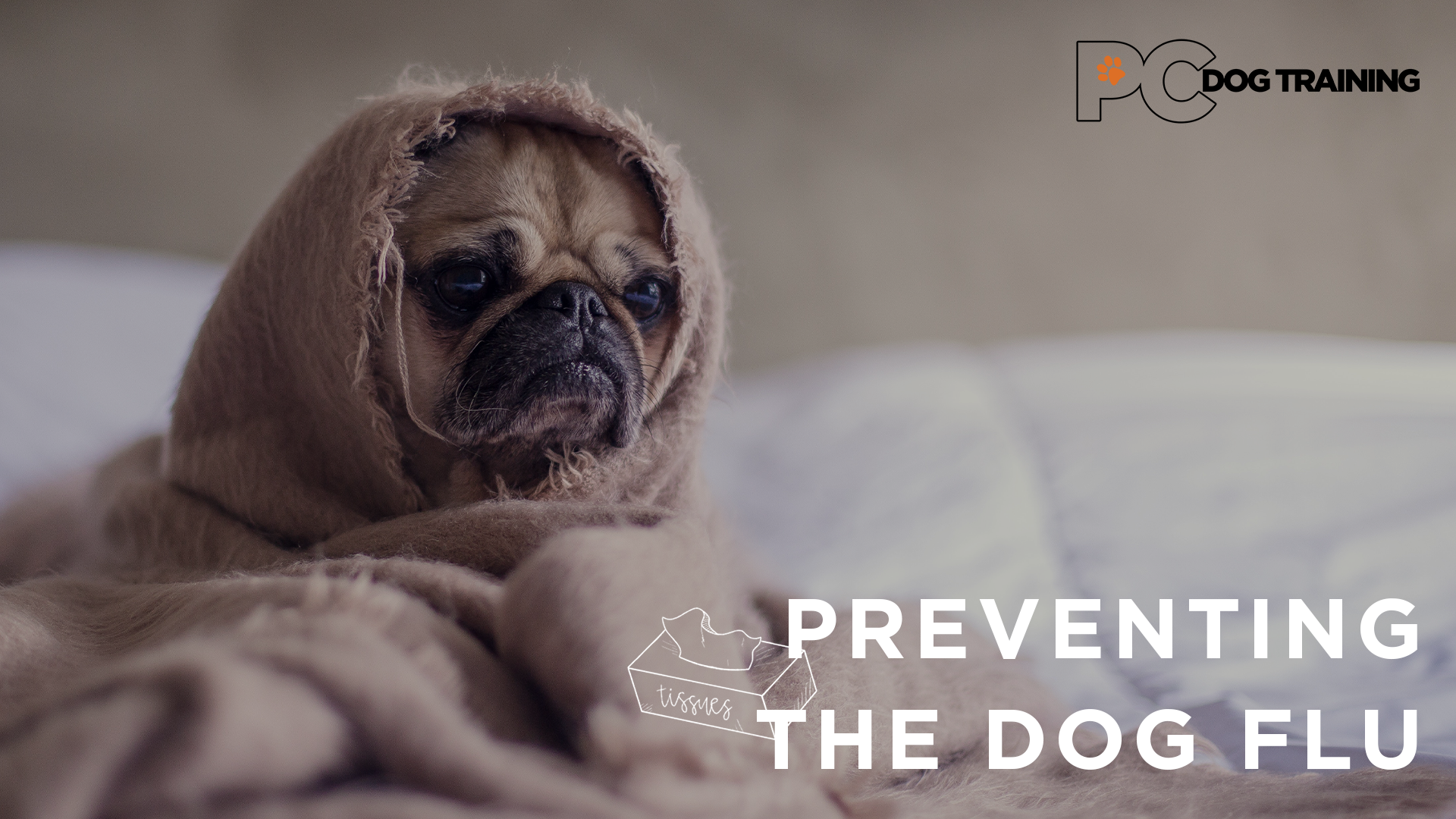 Preventing the Dog Flu