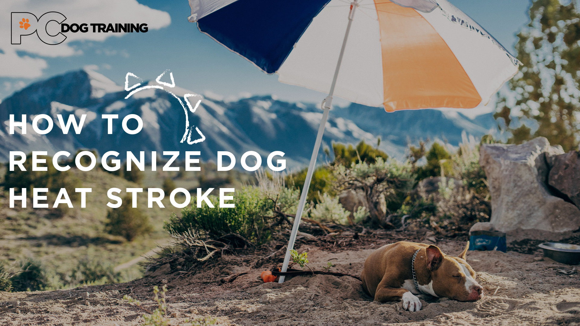 How to recognize dog heat stroke
