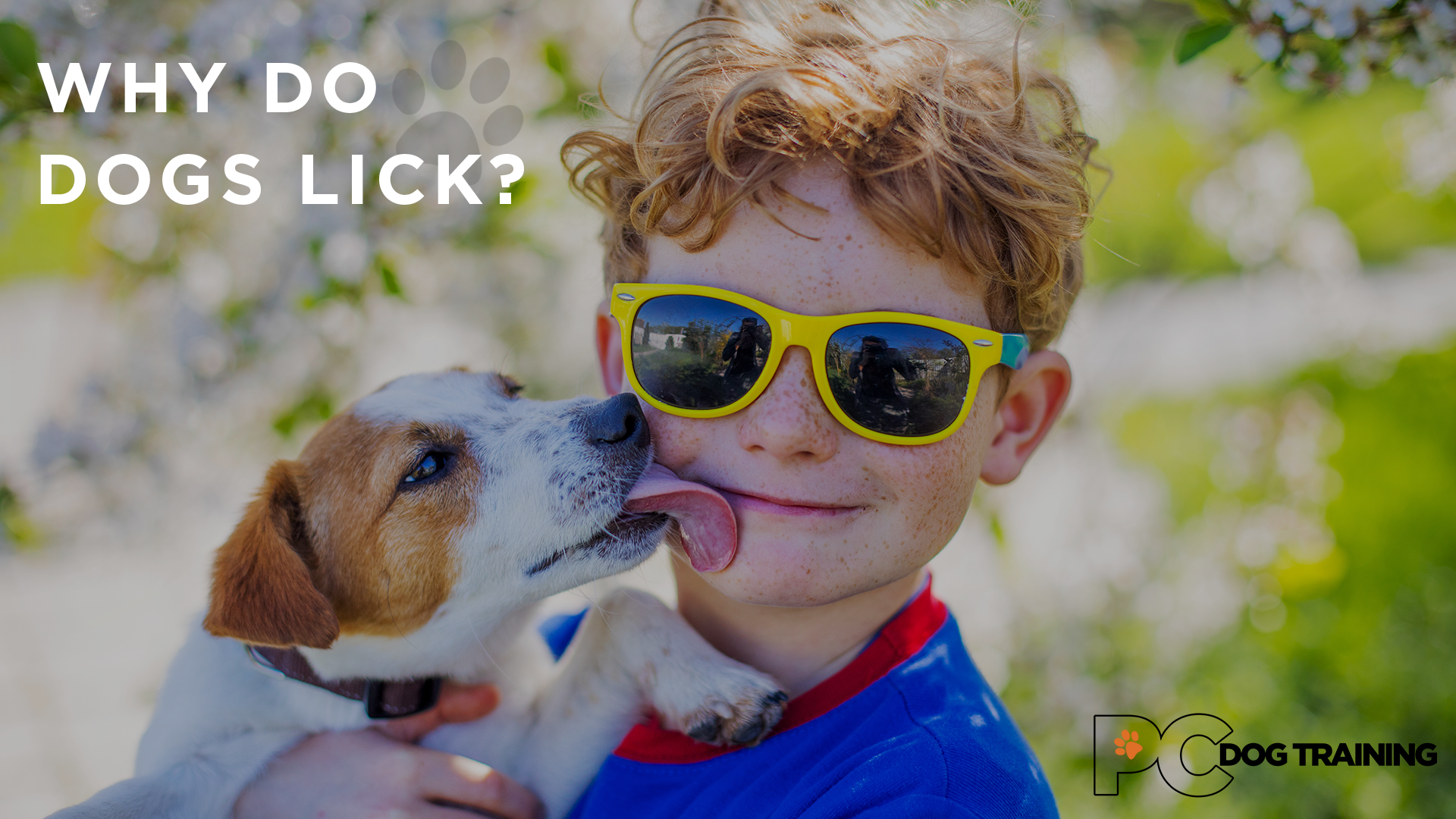 Why Do Dogs Lick?