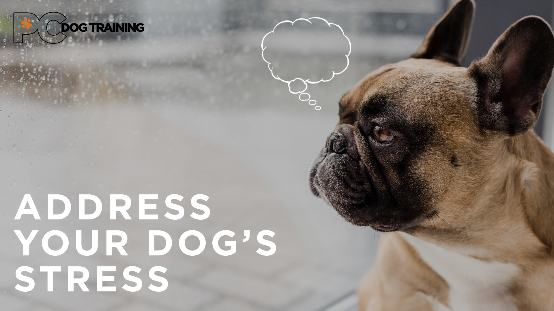Address Your Dog's Stress