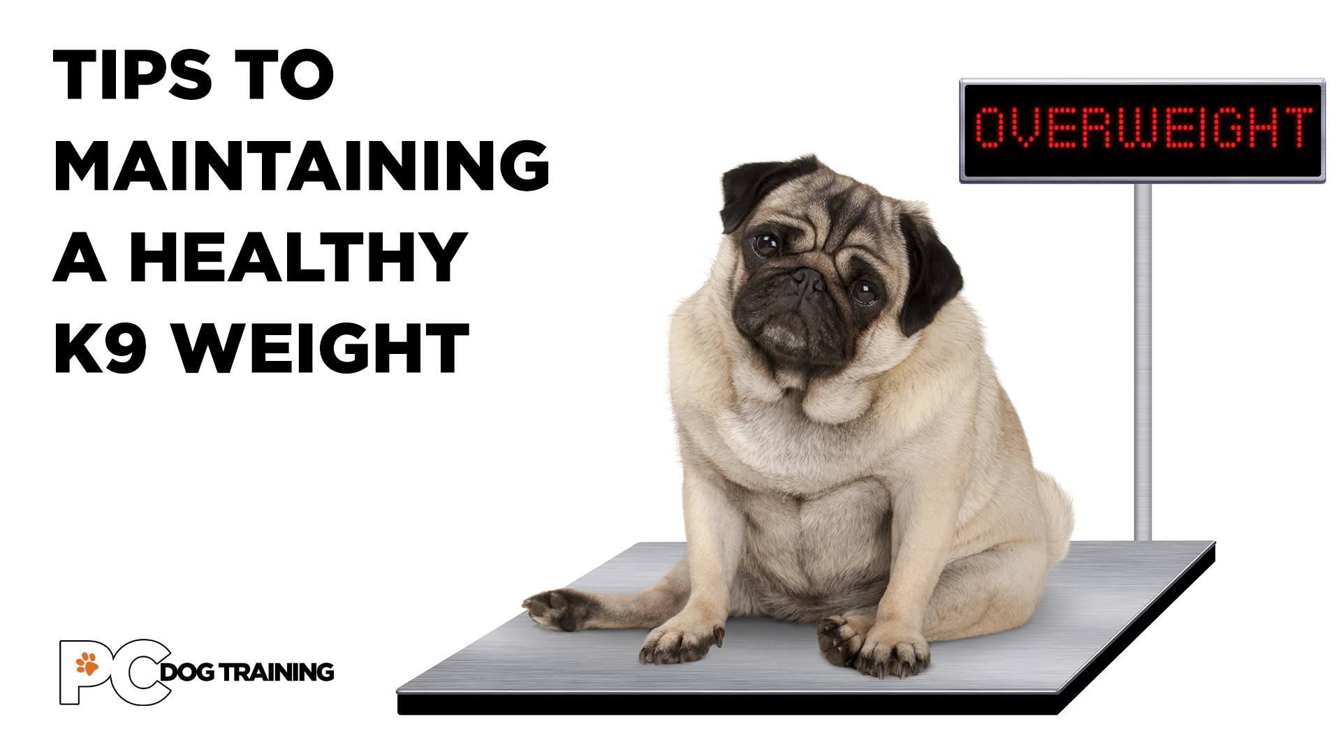 Tips to Maintaining a Healthy K9 Weight