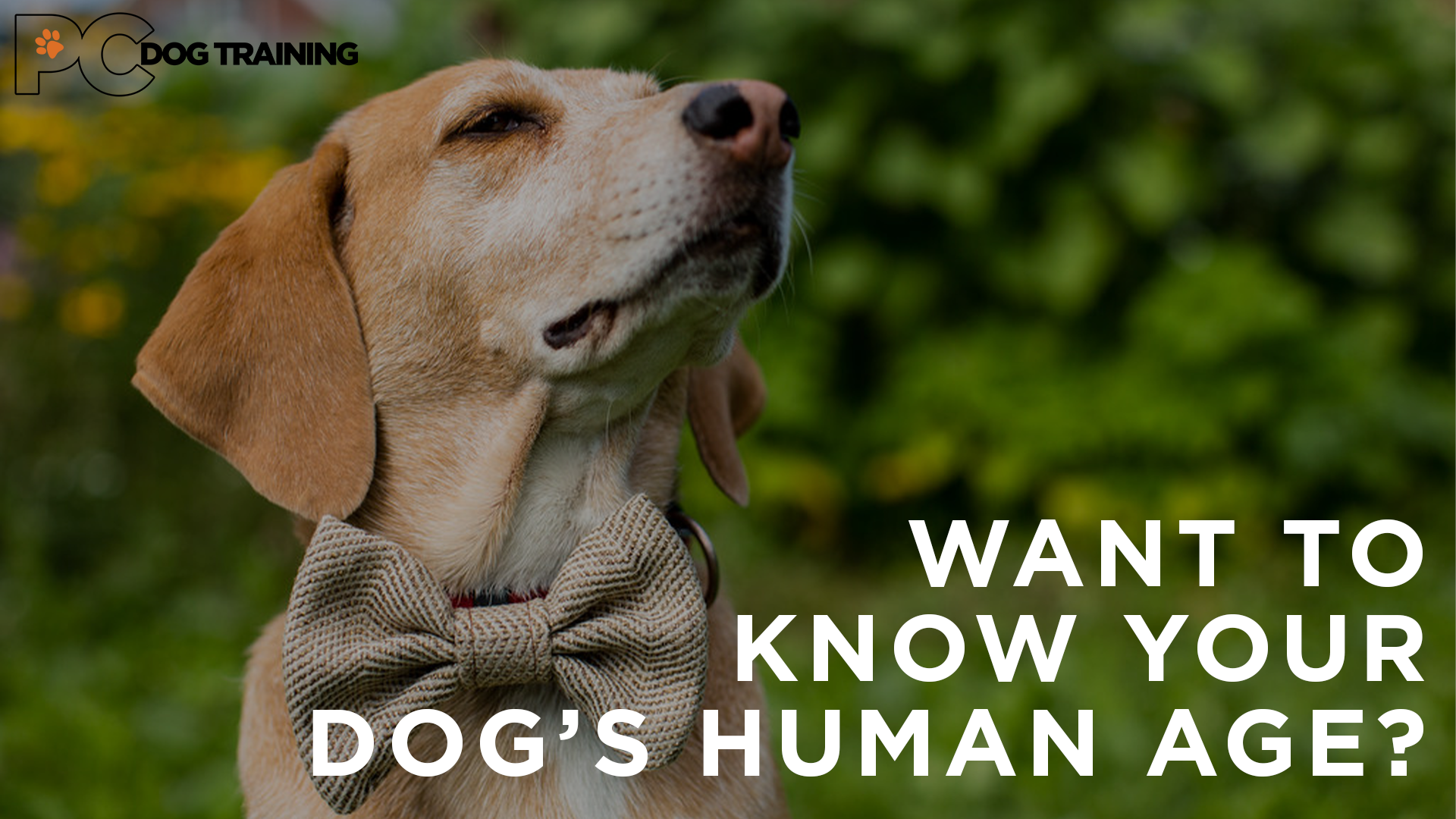 WANT TO KNOW YOUR DOG'S HUMAN AGE?