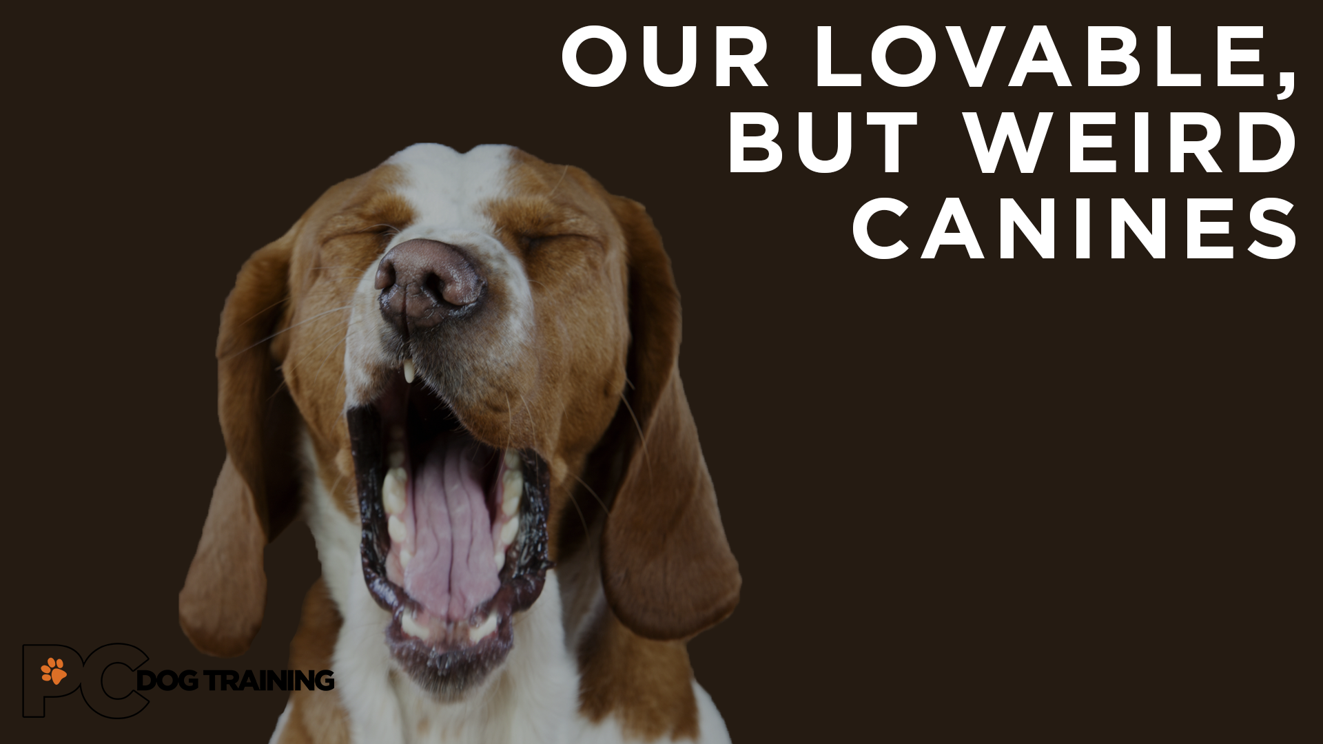 Our Lovable, but Weird Canines
