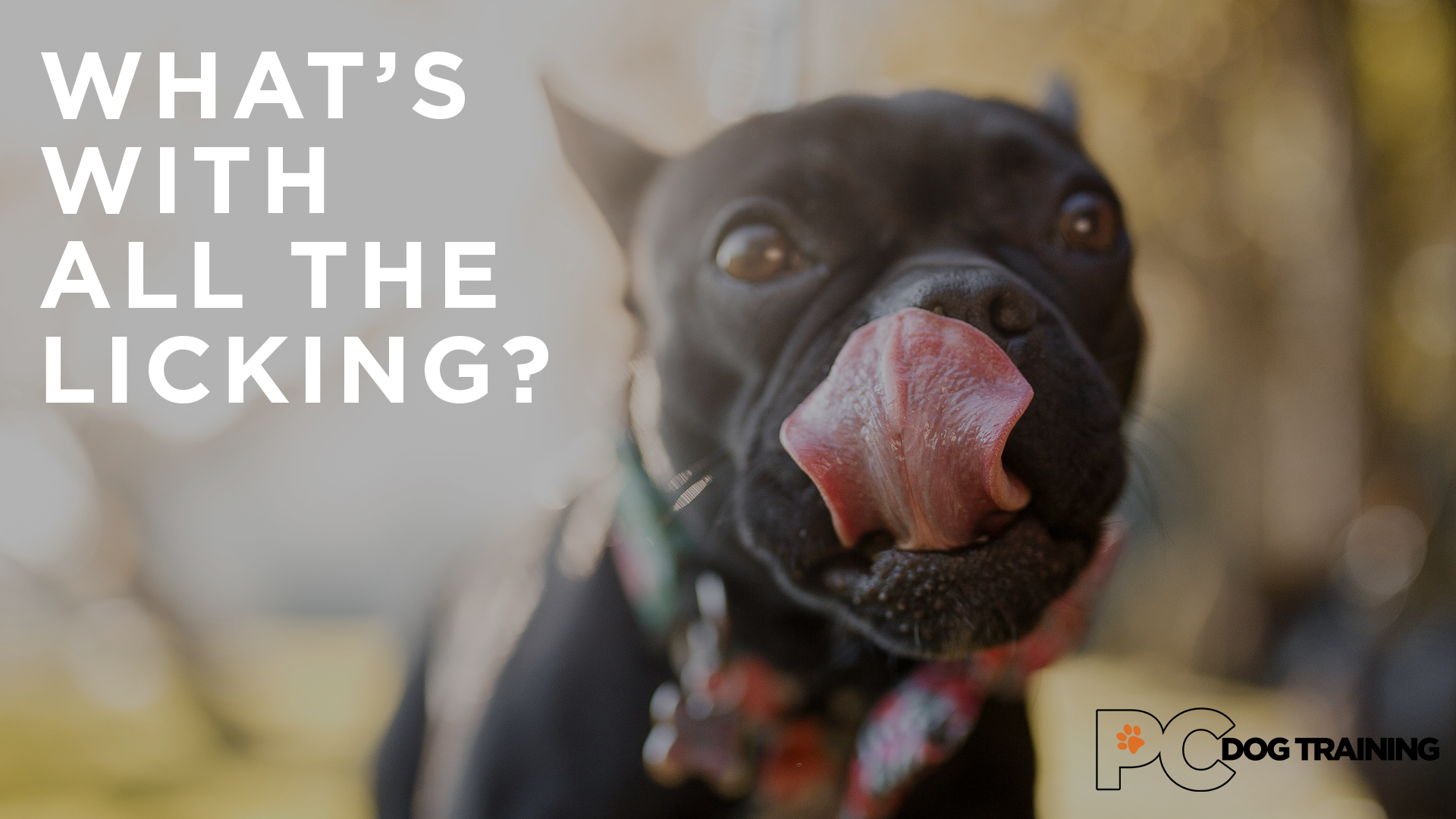 What's With All the Licking?