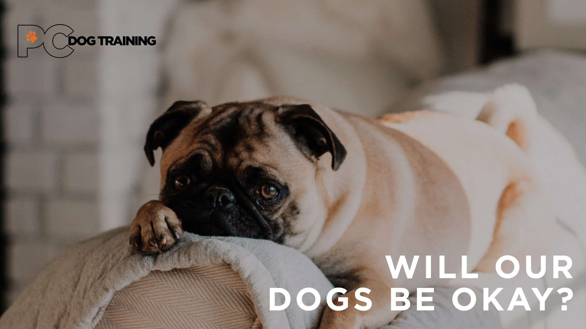 Life After Coronavirus: Will Our Dogs Be Okay?