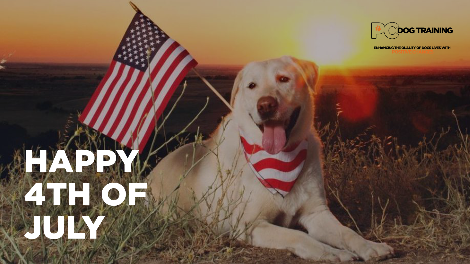 Why are Dogs Scared of Fireworks?