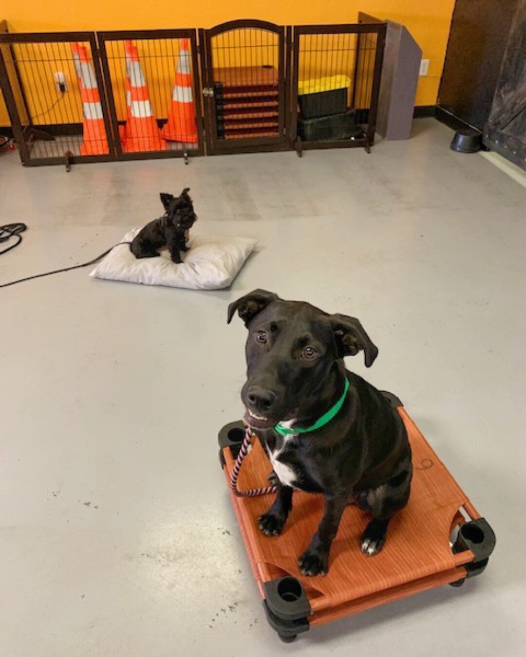 Dogs can easily pick up on other dog behavior. It&rsquo;s SO important for dogs to be around other dogs who are also learning obedience! We love when our #PCDogs become friends 🧡