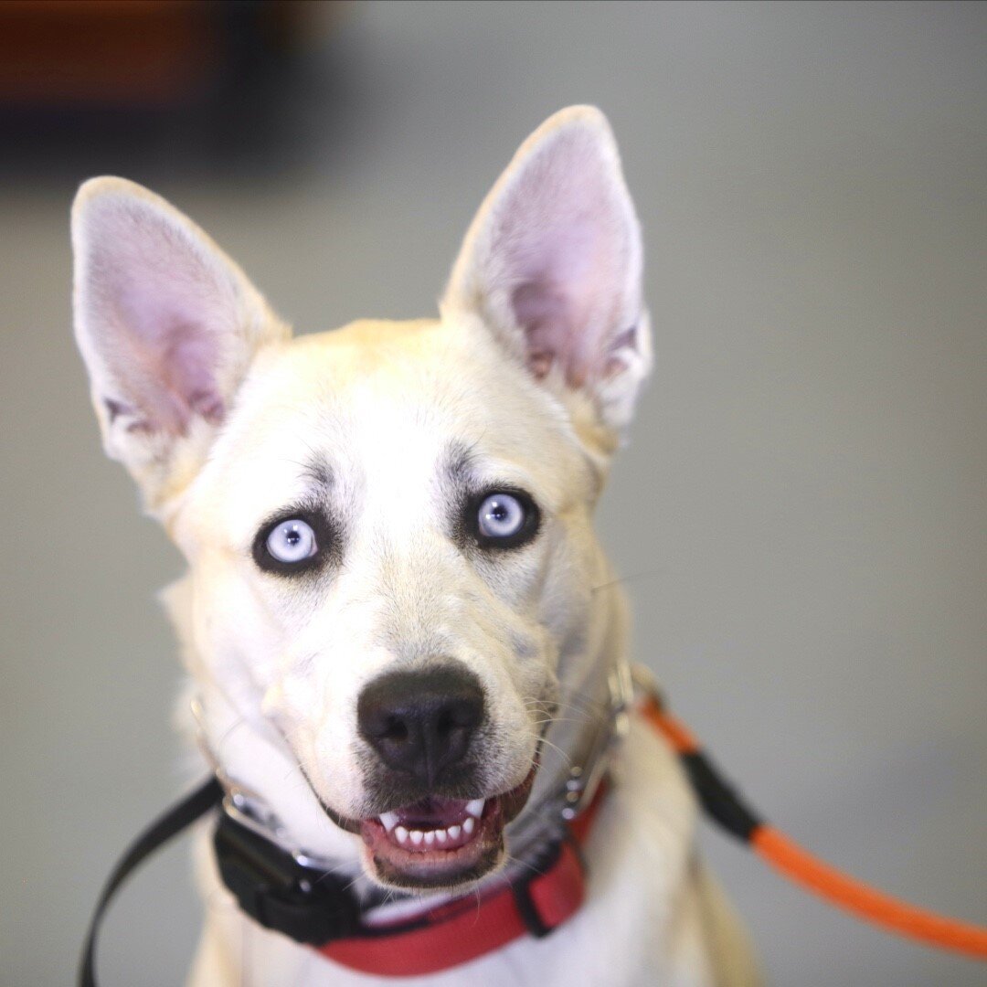 We love your dogs like our own! You can always rest assured knowing when your dogs are with us, they are treated with love and patience. 🧡
Also, how photogenic is Bella?! She&rsquo;s doing great in Immersion Training!