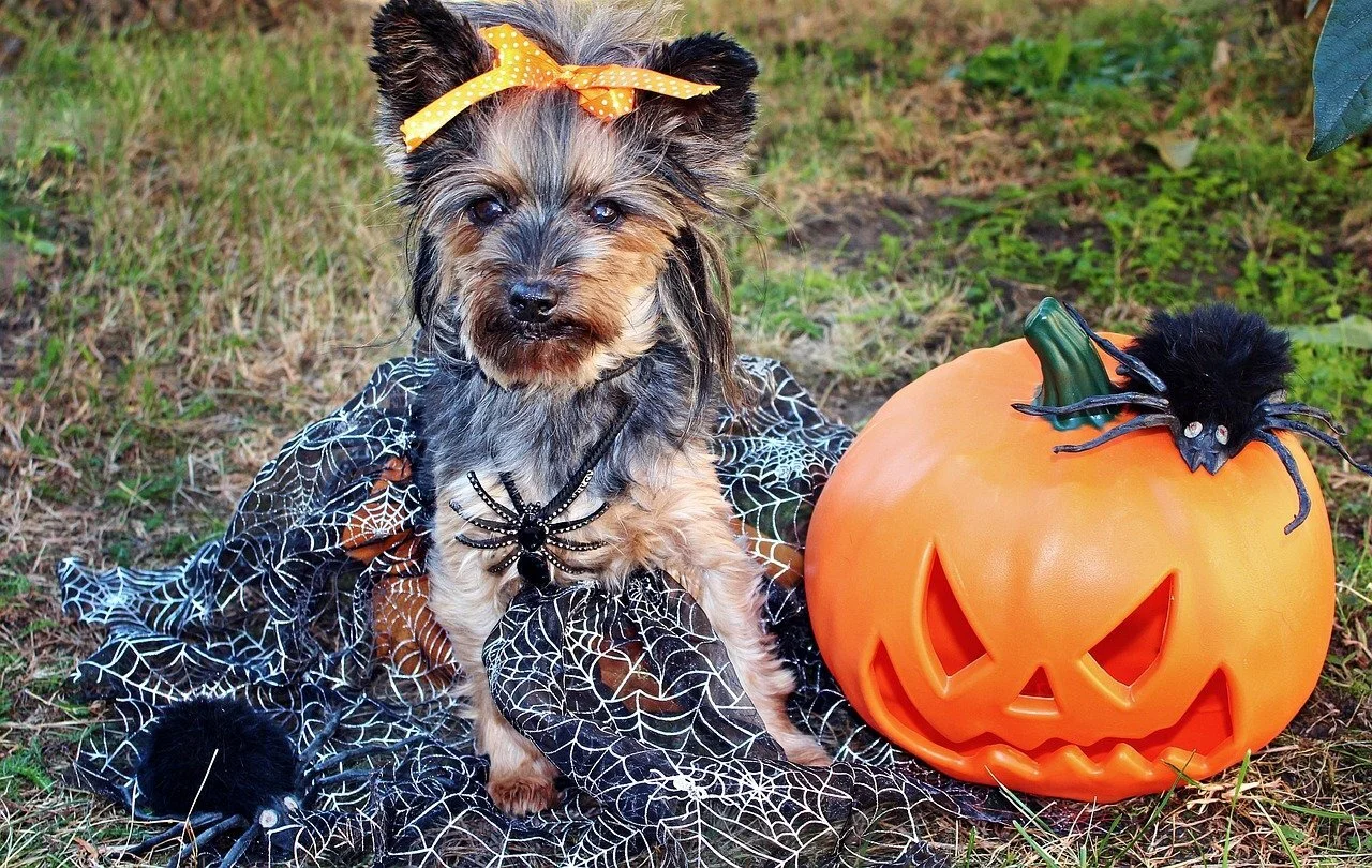 The Number One Halloween Danger for Your Dog!