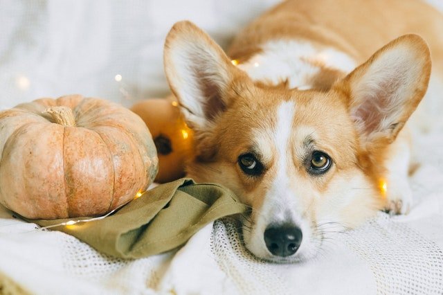 How to Keep Your Dog Safe this Thanksgiving!