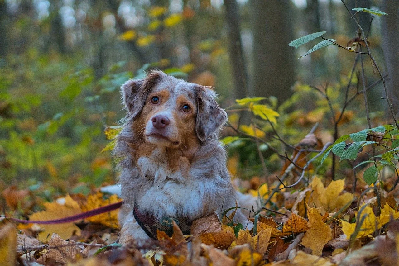 Protect Your Dog from these Fall Dangers
