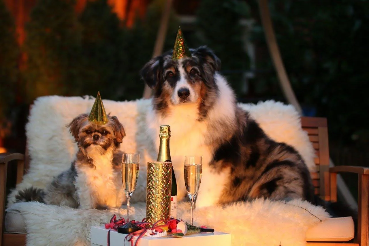 5 New Year's Resolutions to Do with Your DoG