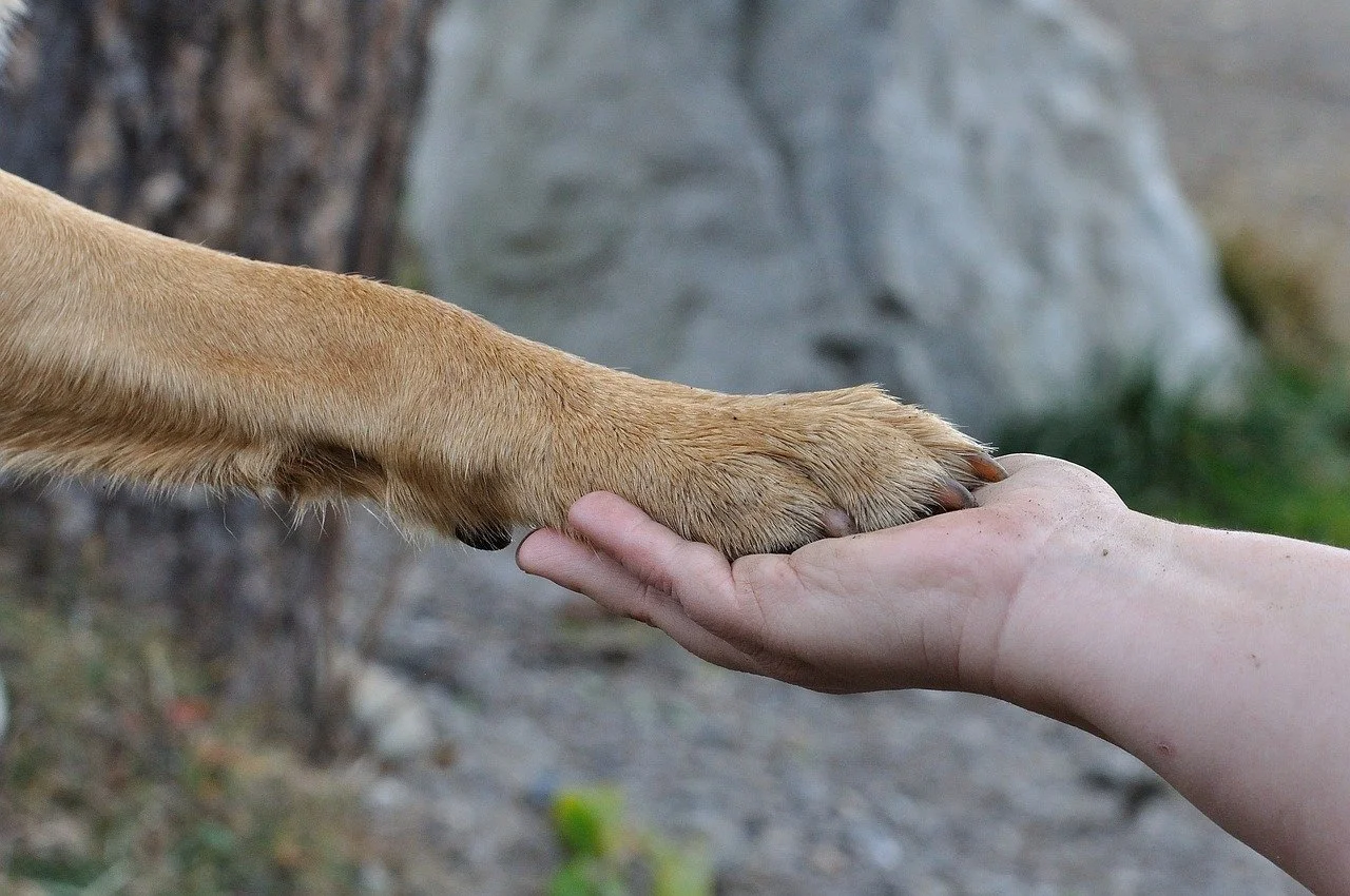 Want a Better Human-Canine Relationship? Engage in These 2 FUN Activities!