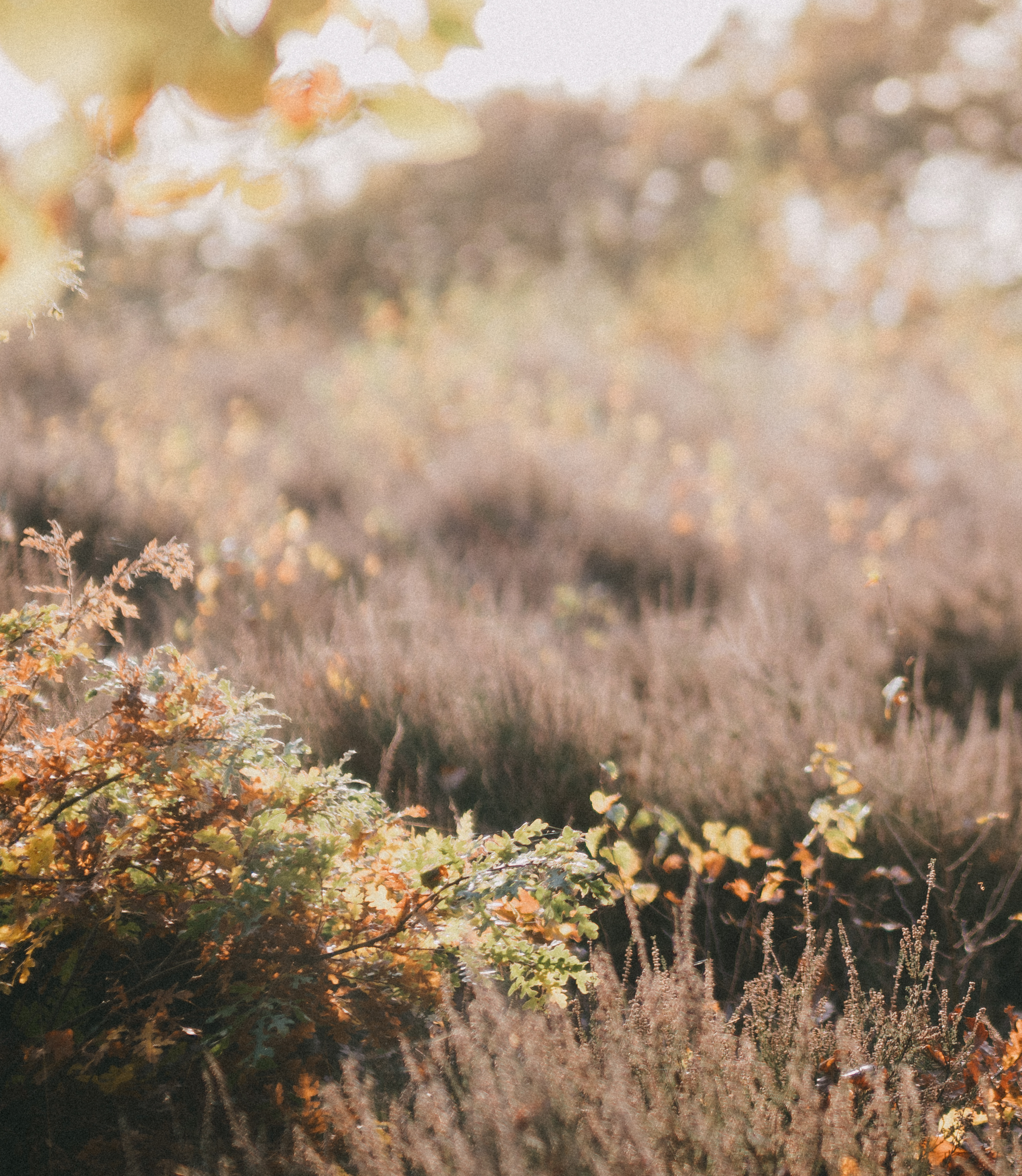 Bring Our Light Background.png