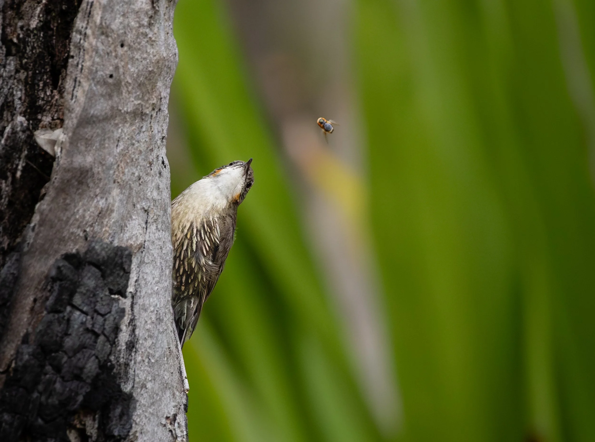 Treecreeper-4.jpg