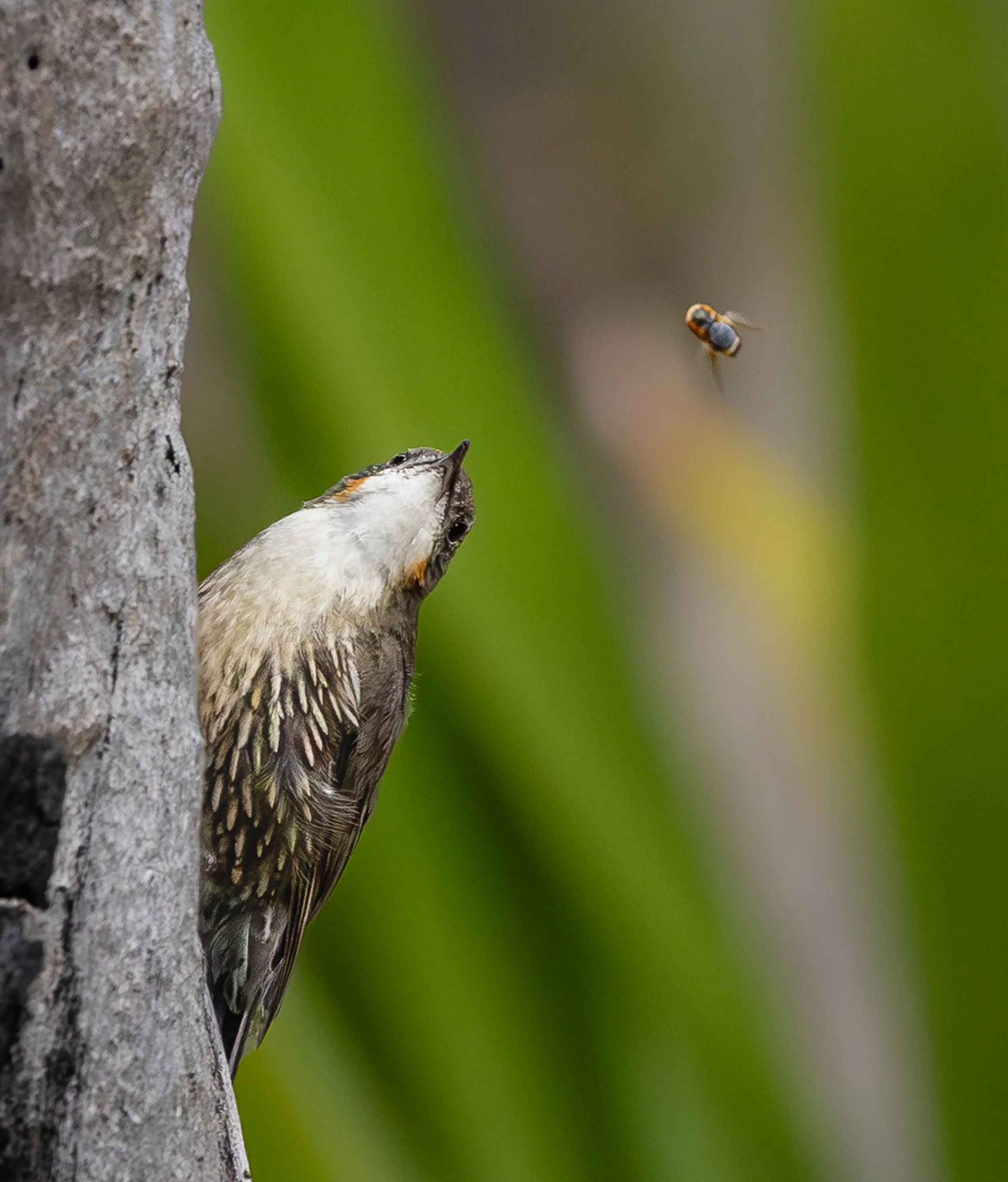 Treecreeper-4.jpg