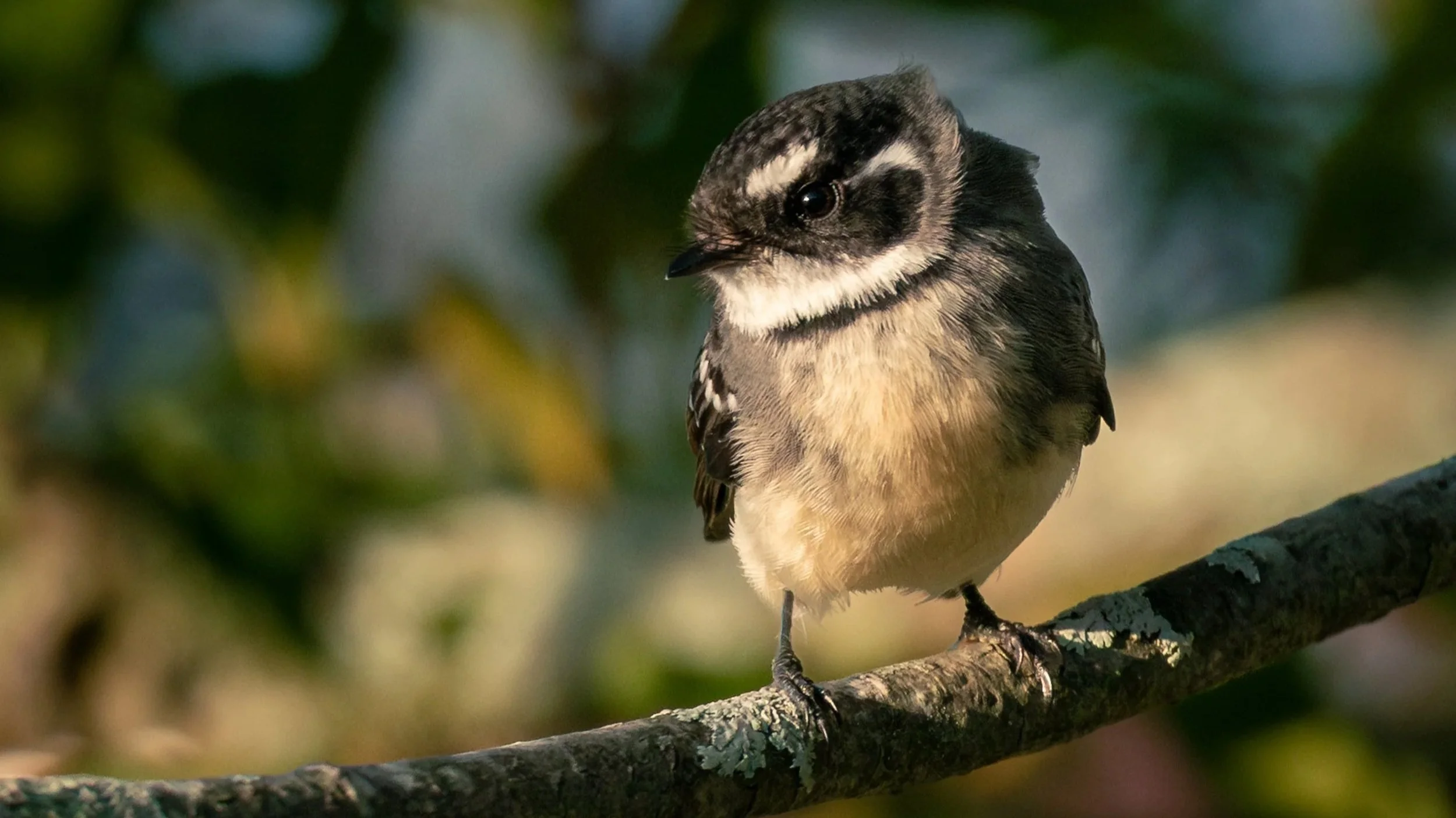 Scrubwren-1.jpg