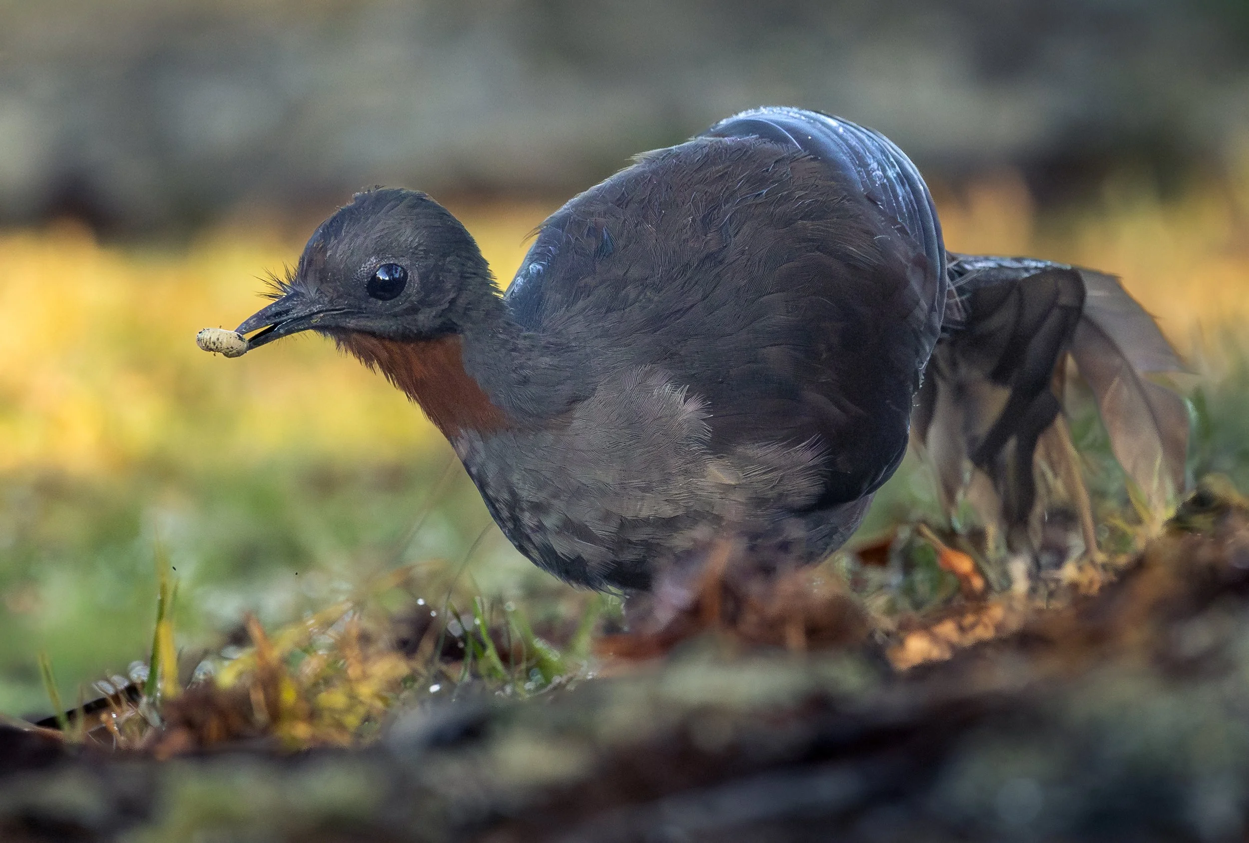 Rainbirds-1-3.jpg