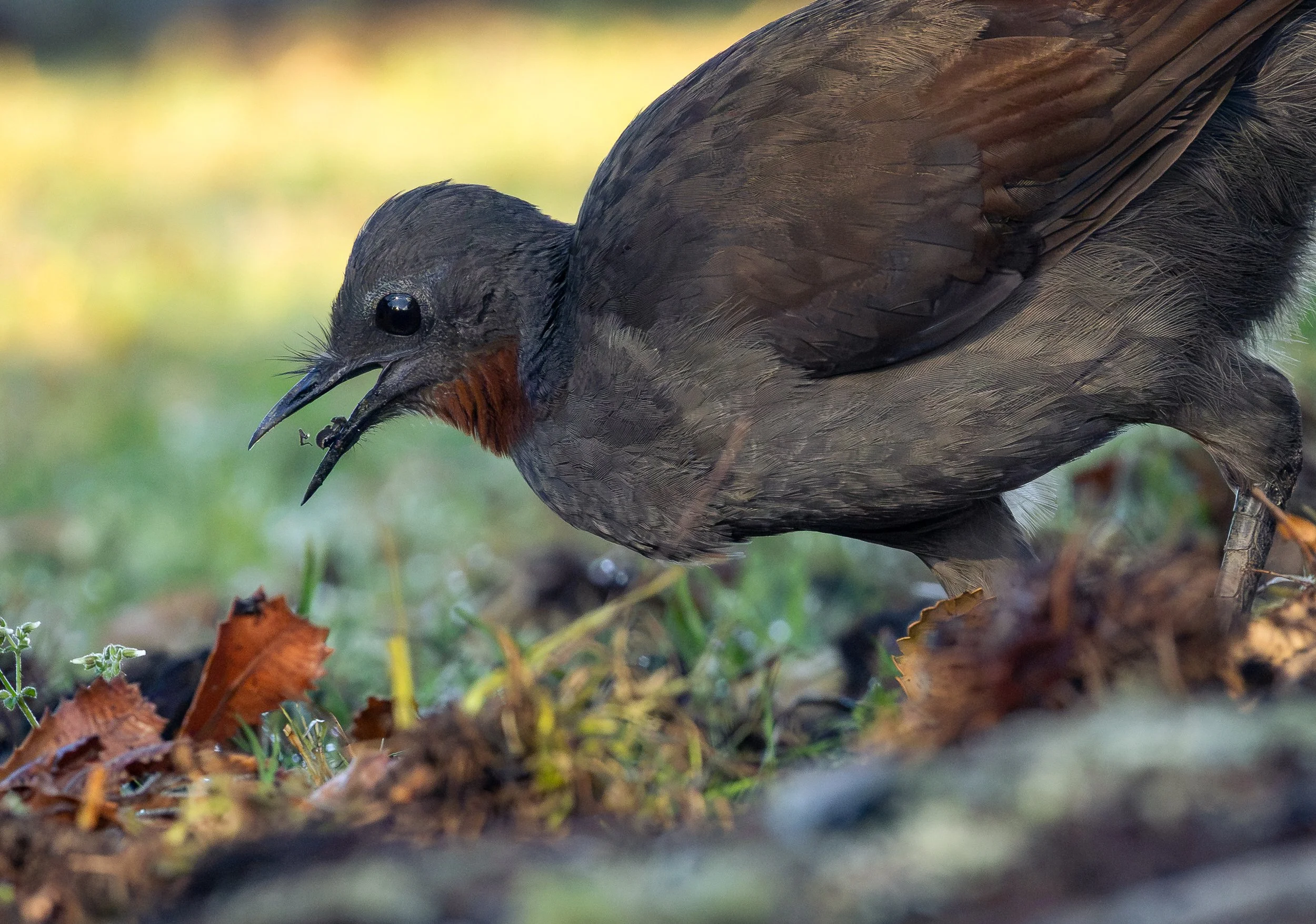 Bird Behaviour-1-3.jpg
