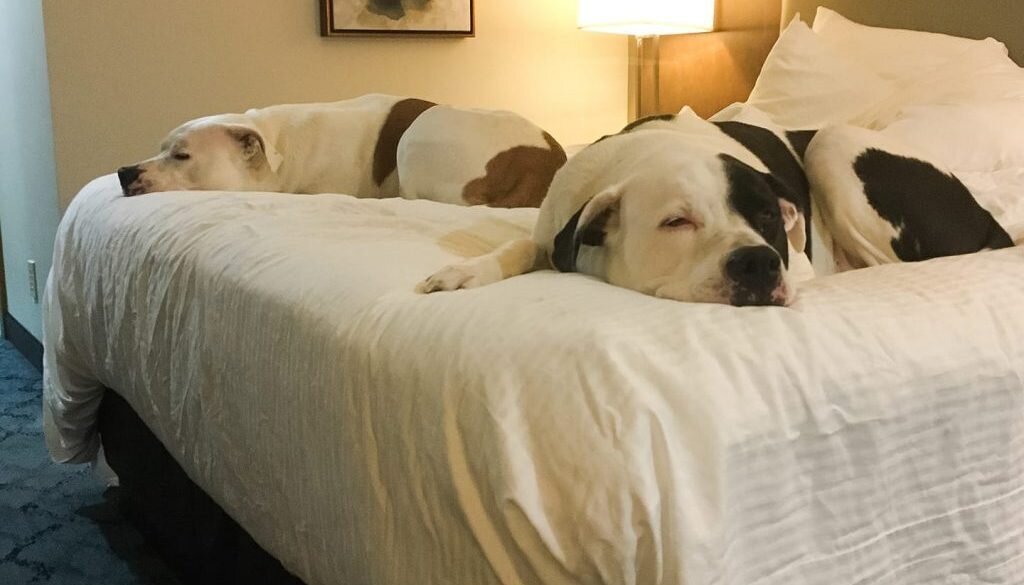Never Leave Home Without Them: The Best Tips for Traveling with Dogs