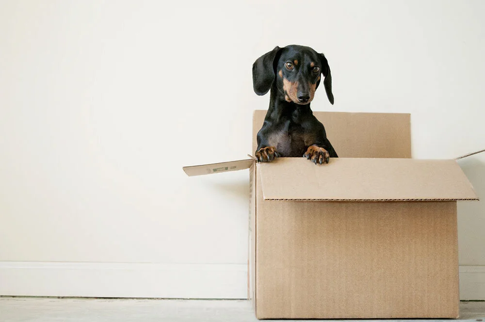 Moving with Pets: Tips to Ensure a Smooth Relocation