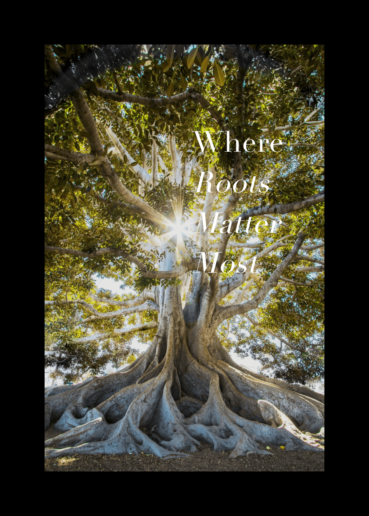 Large tree with extensive root system and sun dappled leaves