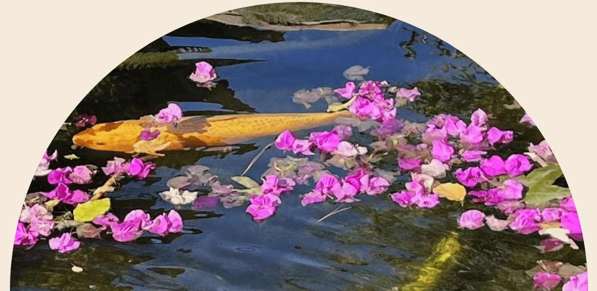 Purple bougainvillea blossoms on the surface of koi pond
