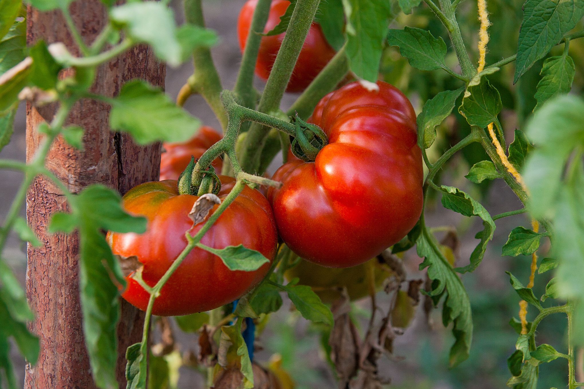 GR_tomates_mures.jpg