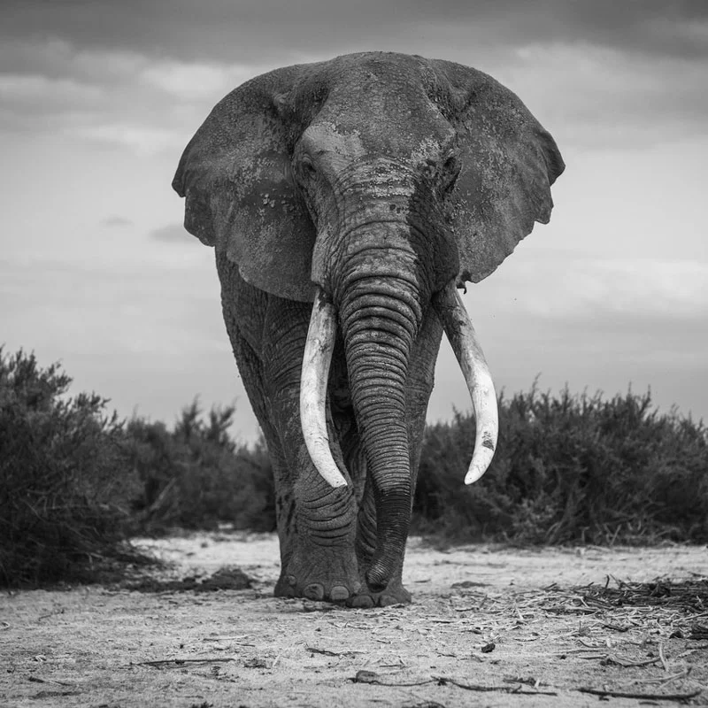 black-and-white-elephant.jpg