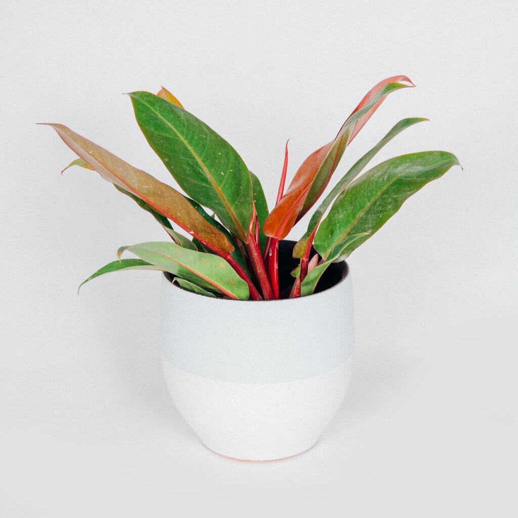 Philodendron Prince Of Orange Plant It Modern