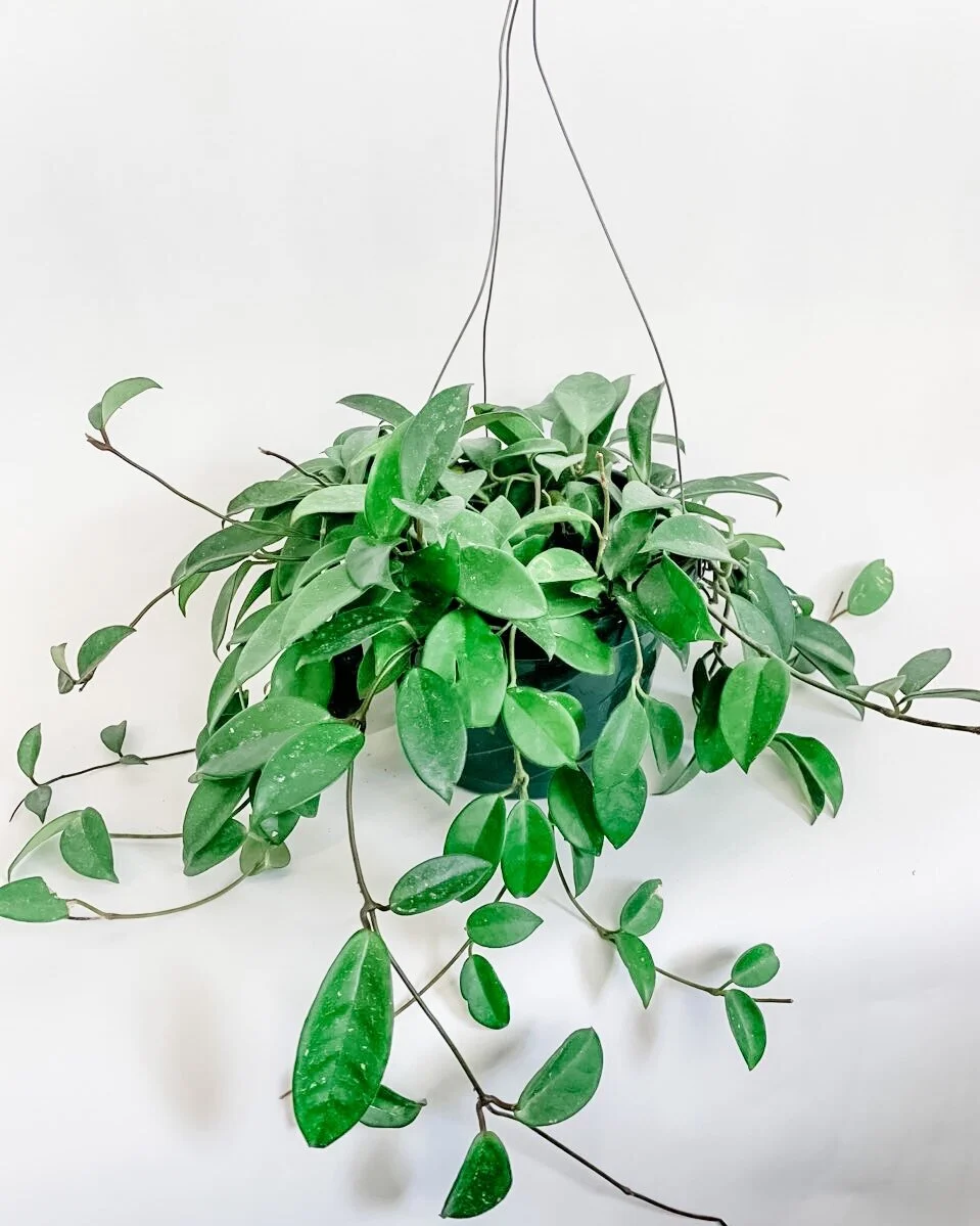 Carnosa 6 Hoya Home Living Plants Whylincoln Com Au
