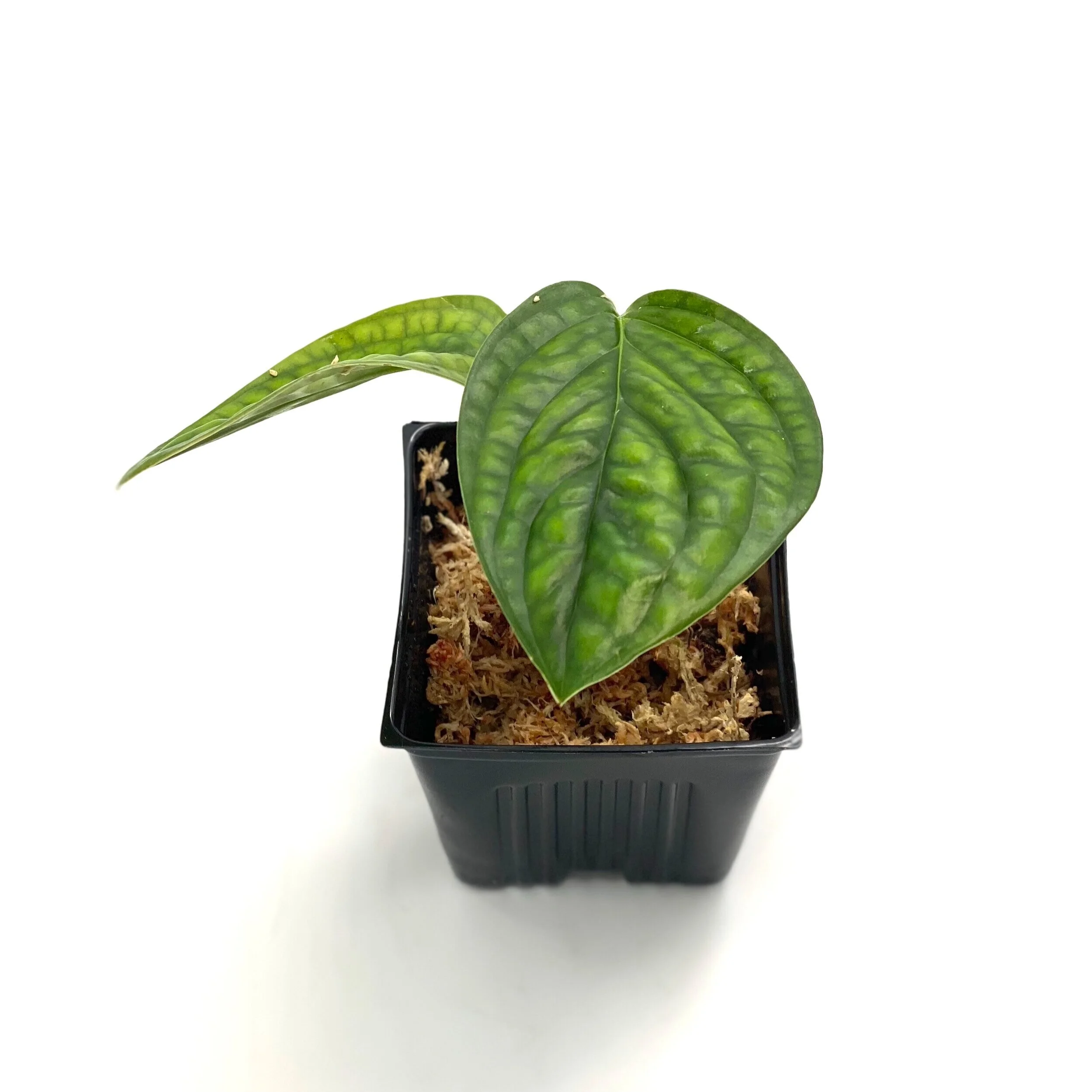 Monstera Karstenianum Peru Plant It Modern