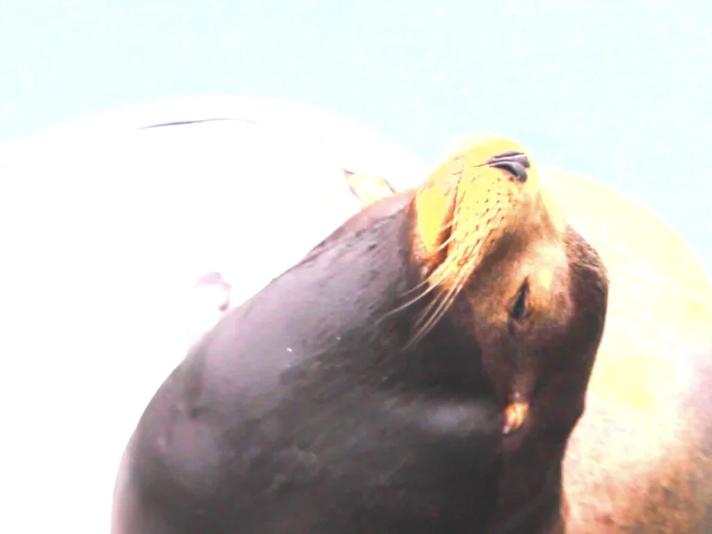 Sealion dreaming.001.jpeg