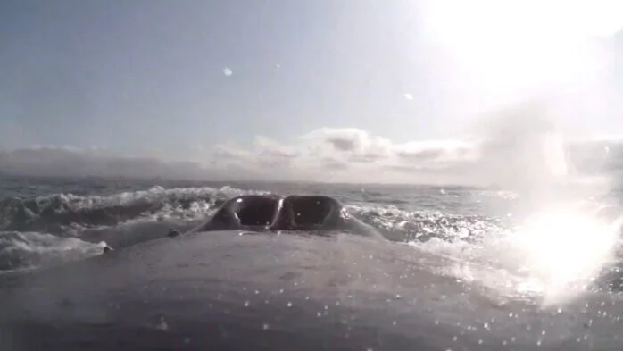 "From a Whale's Back" Solo Exhibition