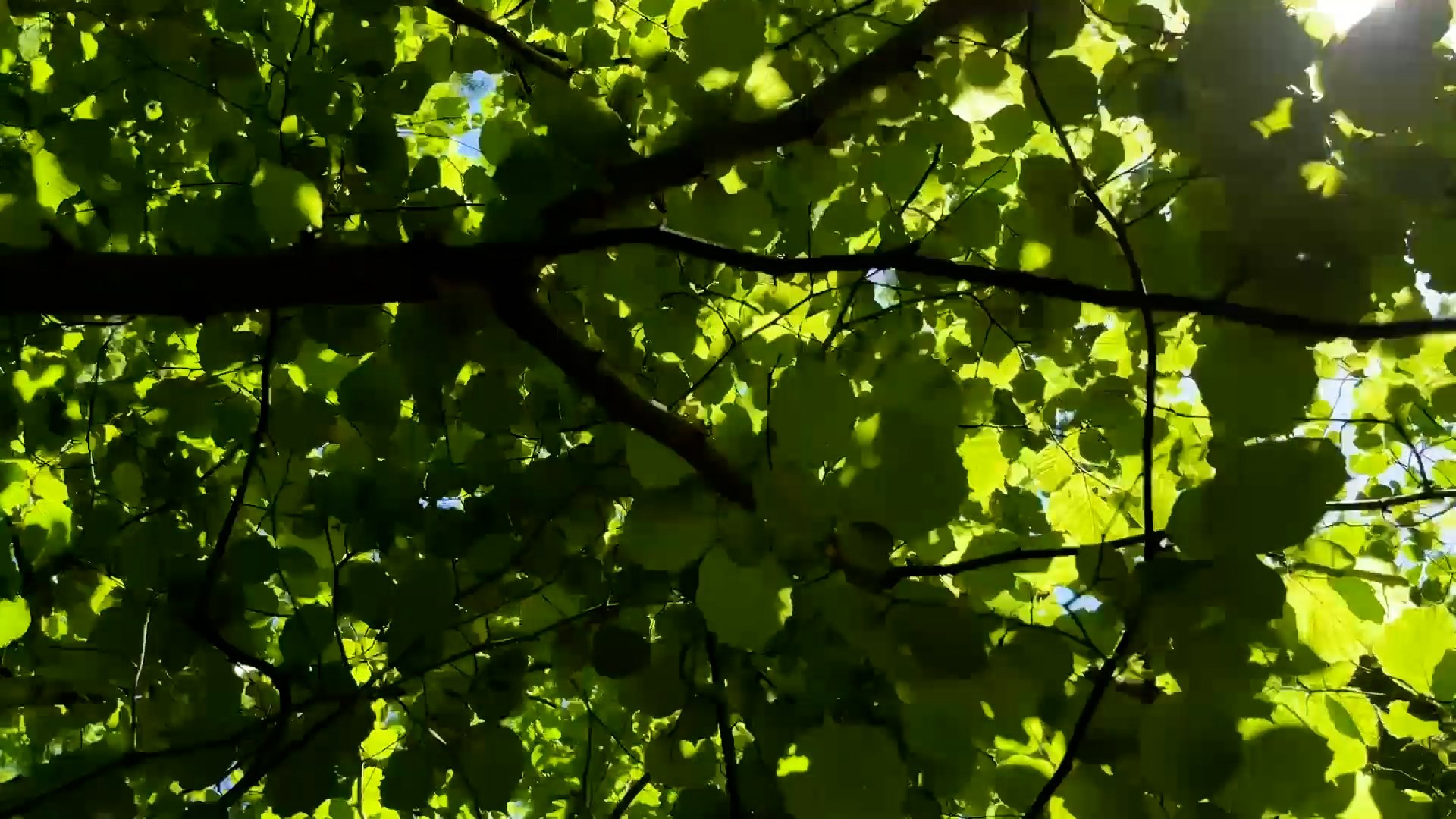 green leaf canopy.jpg