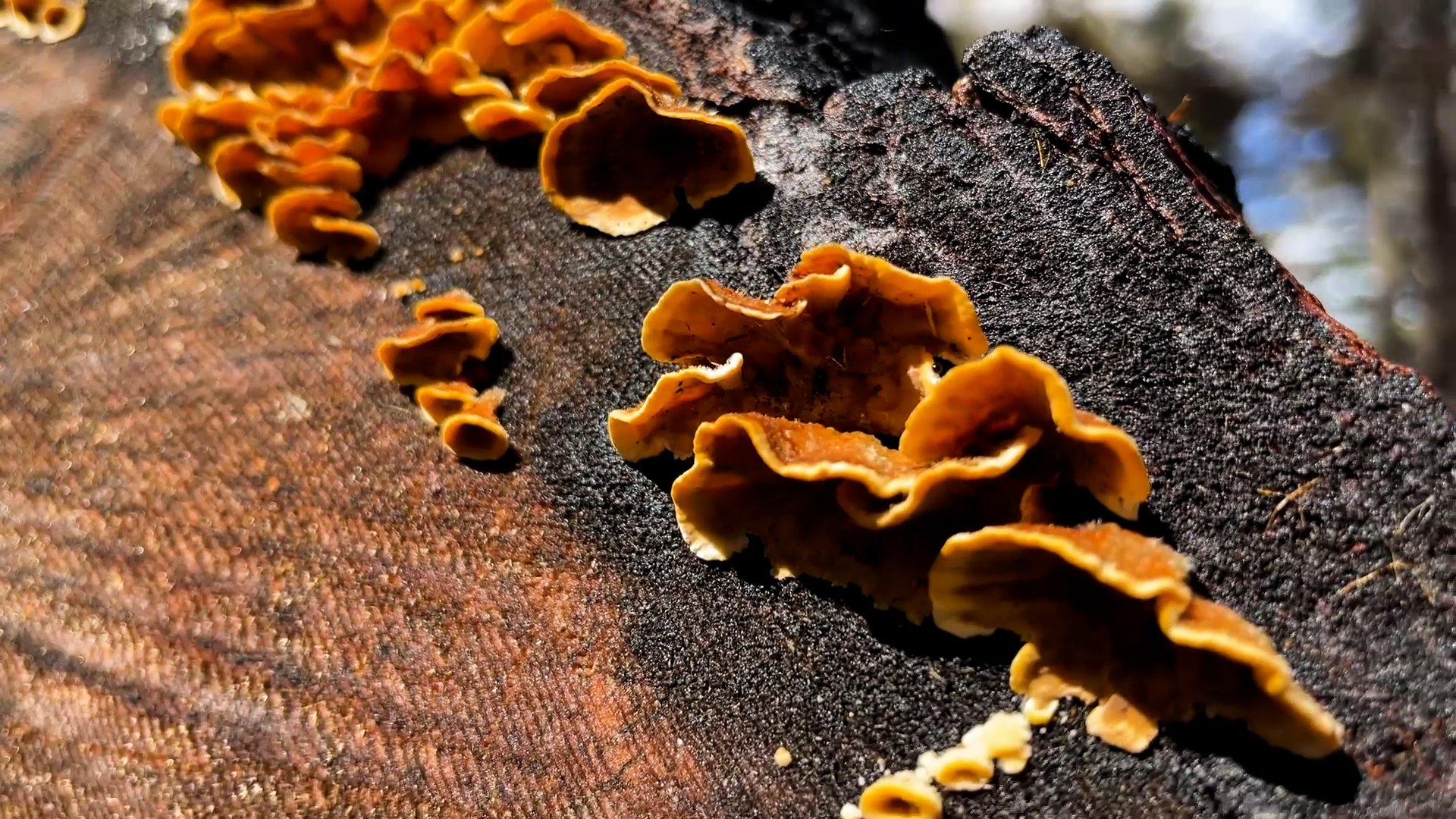 orange fungi on burnt redwood.jpg