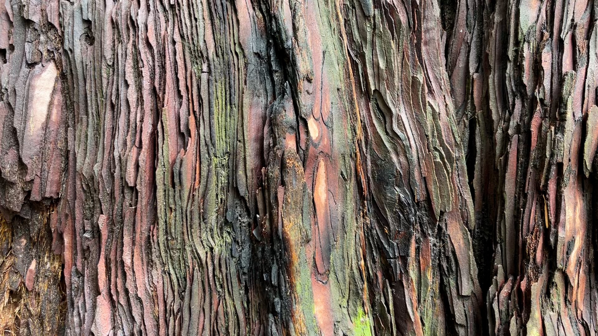 redwood bark.jpg