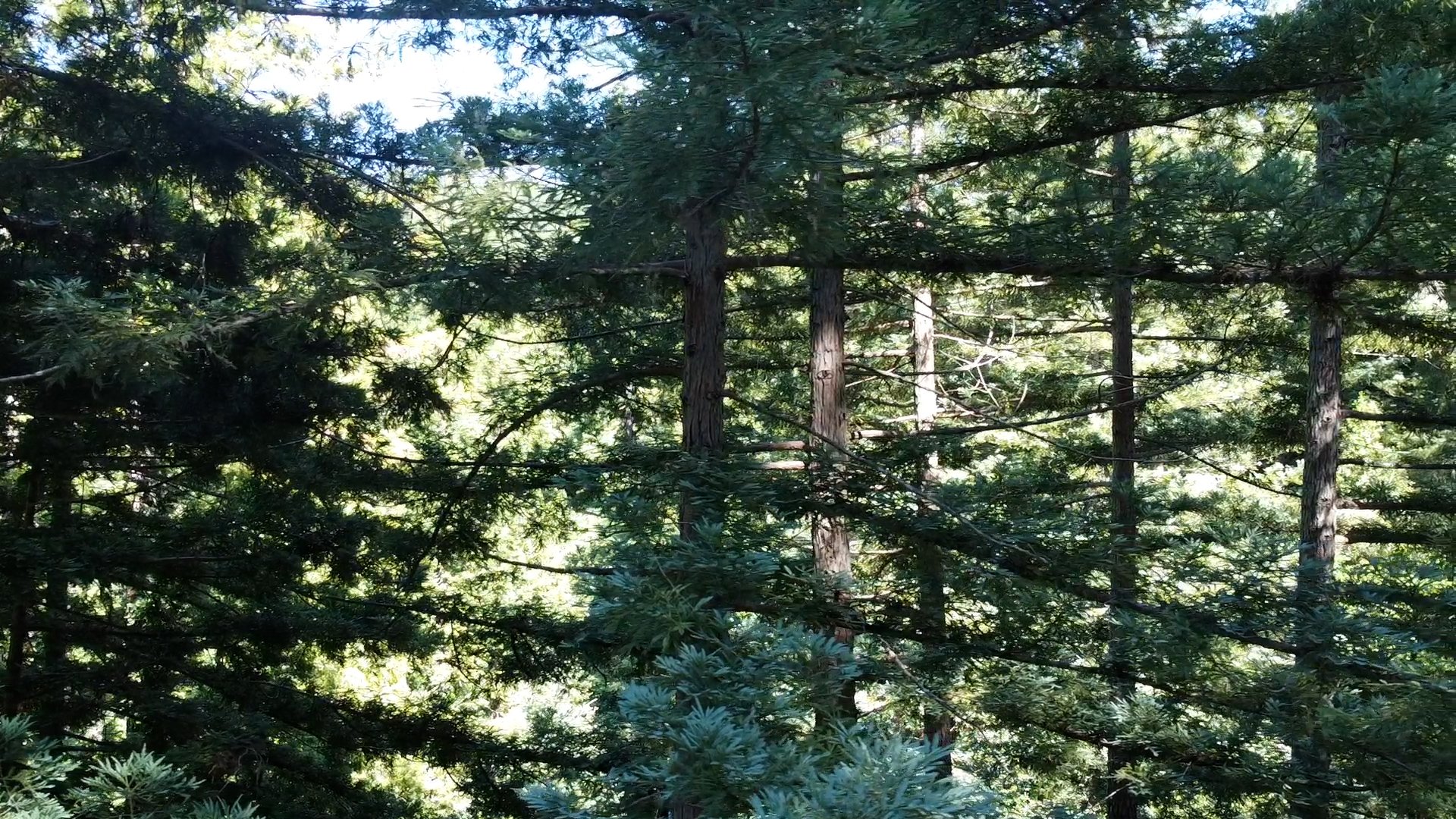 redwood drone high.jpg