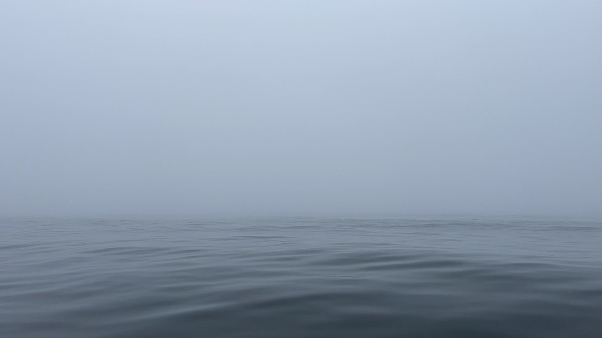 Whale watching fog.jpg