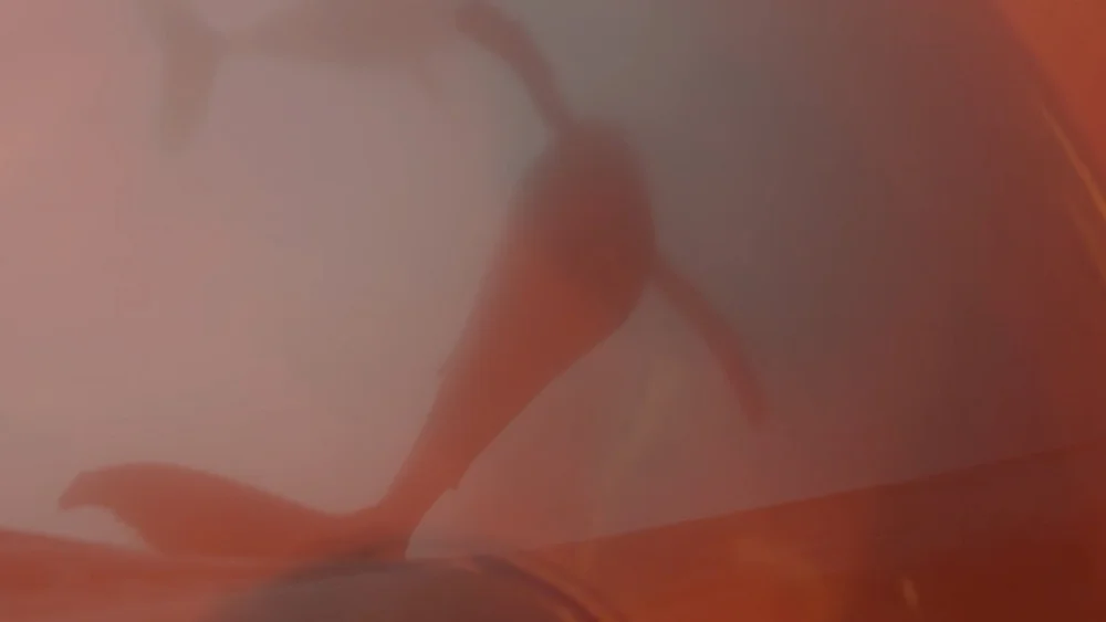 How You Shimmer Still003.jpeg