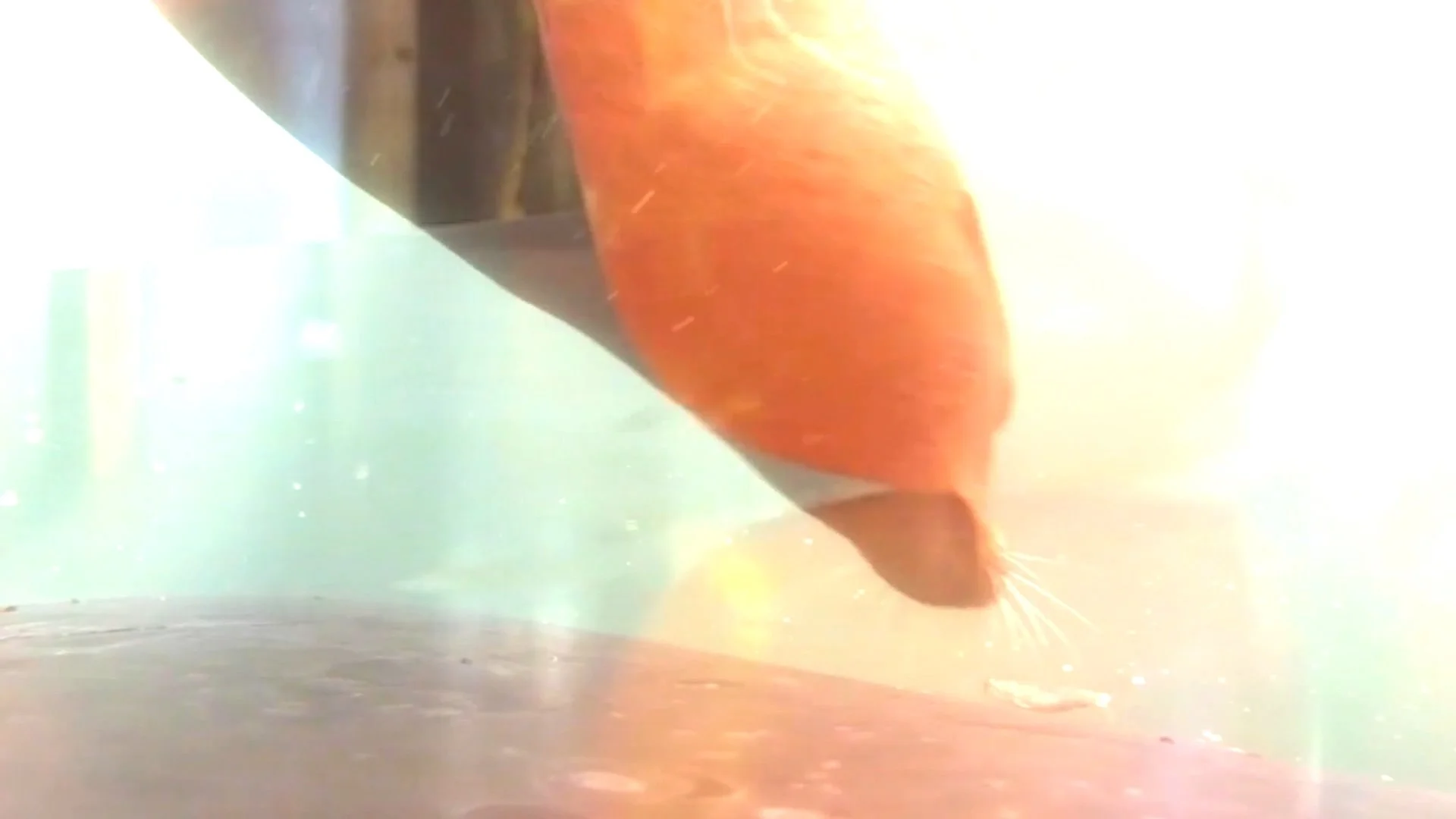 How You Shimmer Still018.jpeg