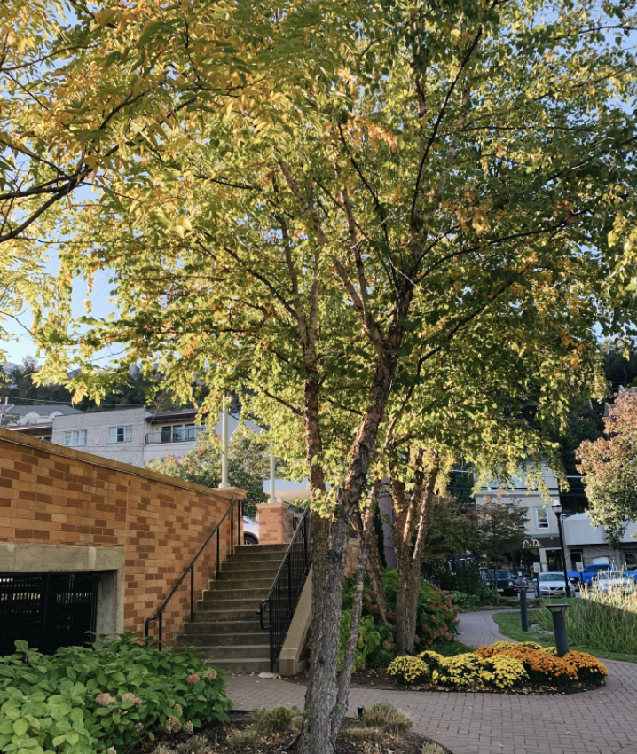 Being Present: How to Live Well in Times of Sickness