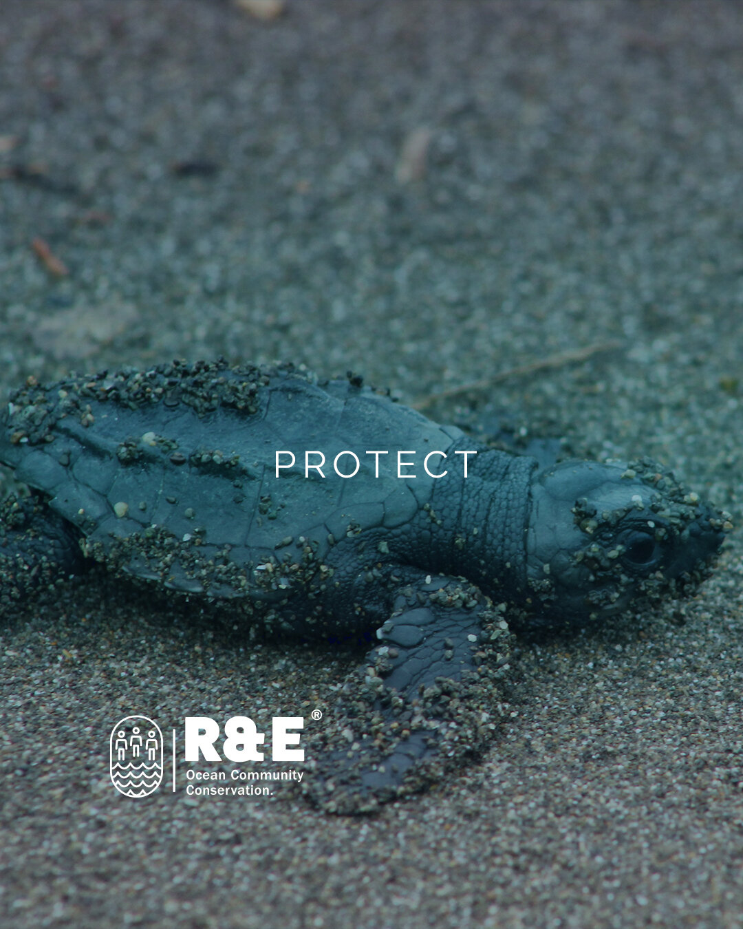It's incredible to see how nature makes way for life. Sea turtles are a true miracle of nature. 🌊🐢 But they also depend on us for their survival. Let's take action now to protect them! 💙 

Join us in the conservation of these amazing marine creatu