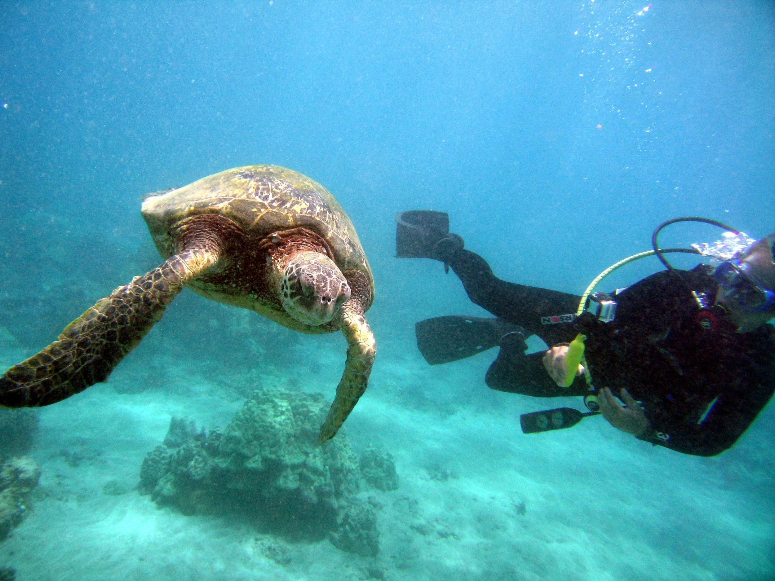 8-7-12 diving five caves & turtle piles 036.jpg