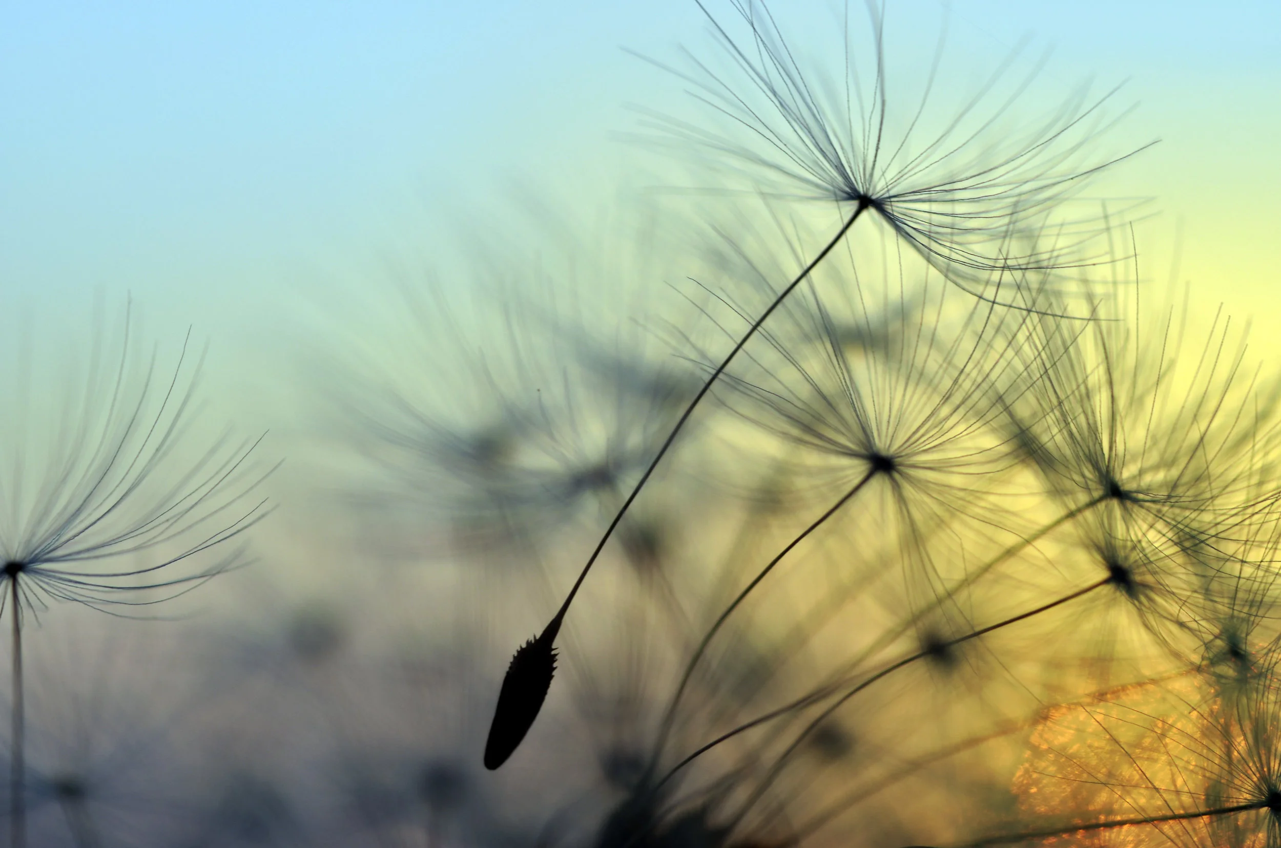 dandelion float.jpeg