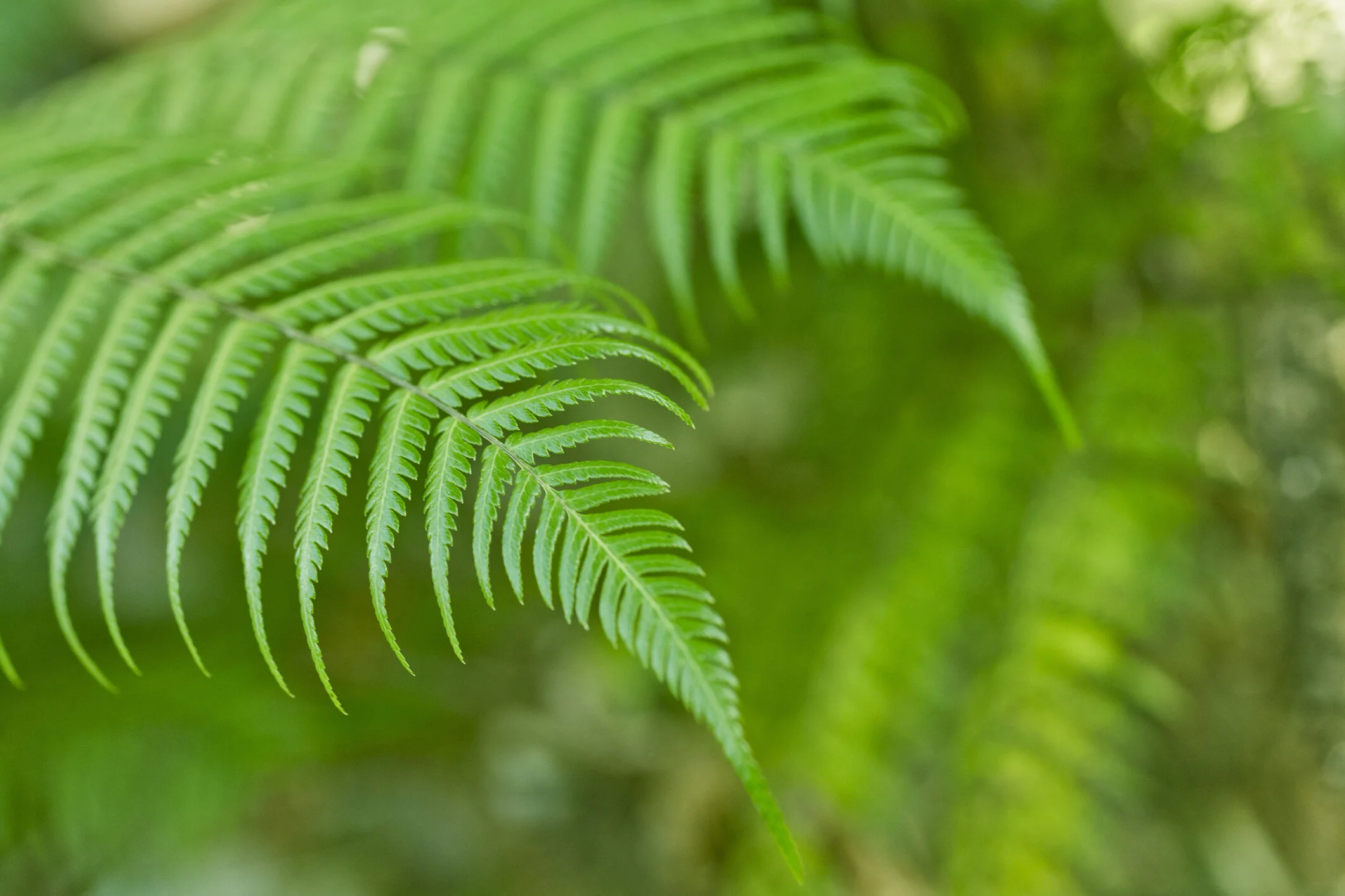 green-New-Zealand-ferns-677116380_2125x1416.jpeg