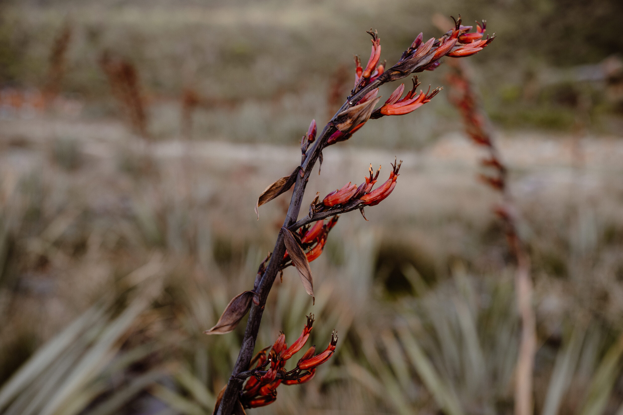 Wellness New Zealand-94.jpg