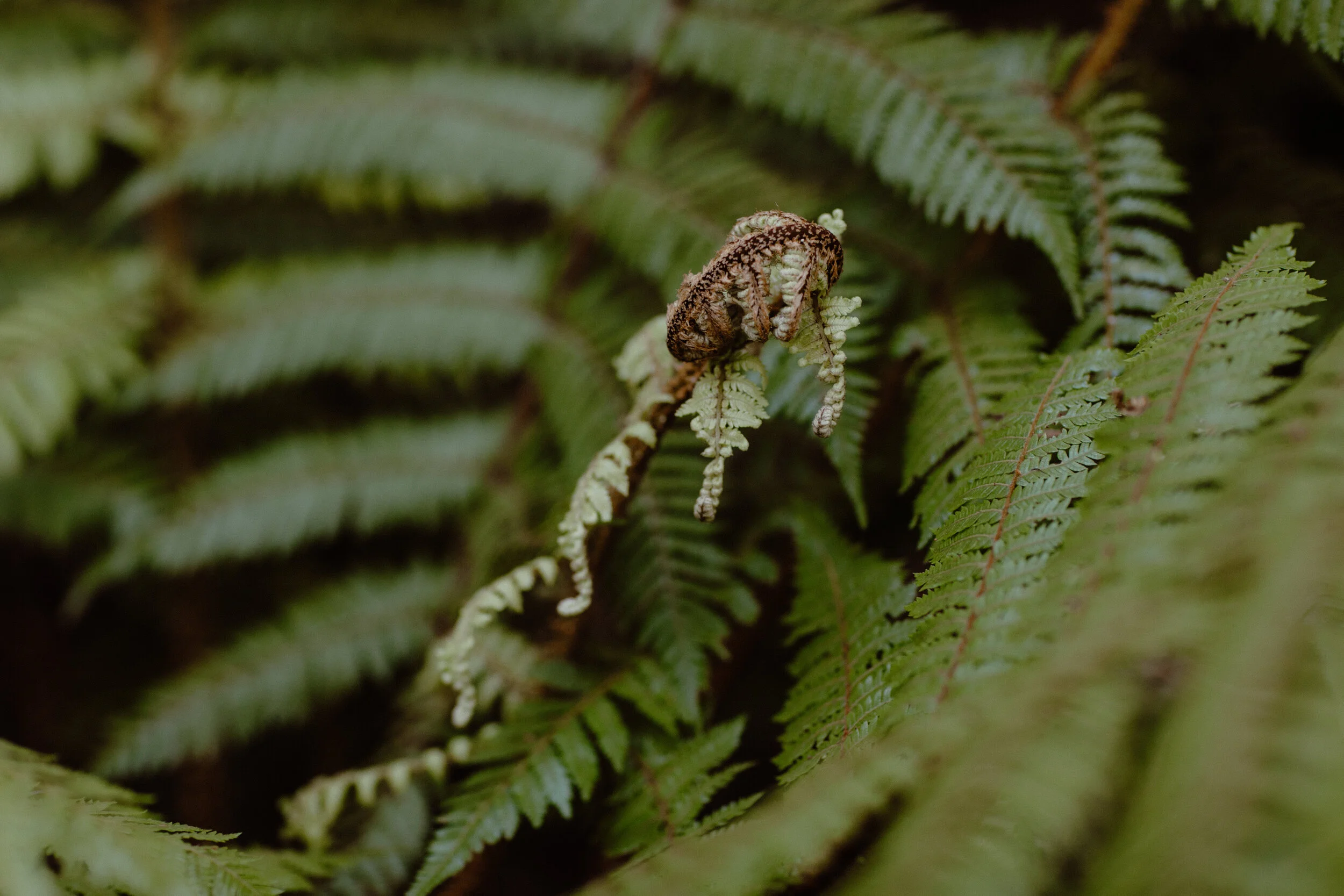 Wellness New Zealand-233.jpg