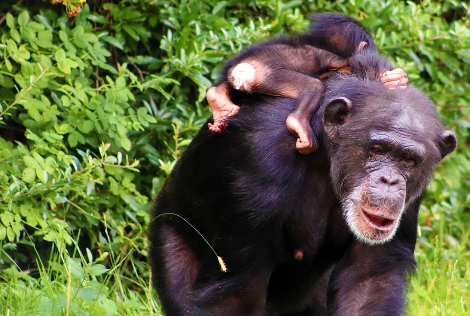 chimp.jpg