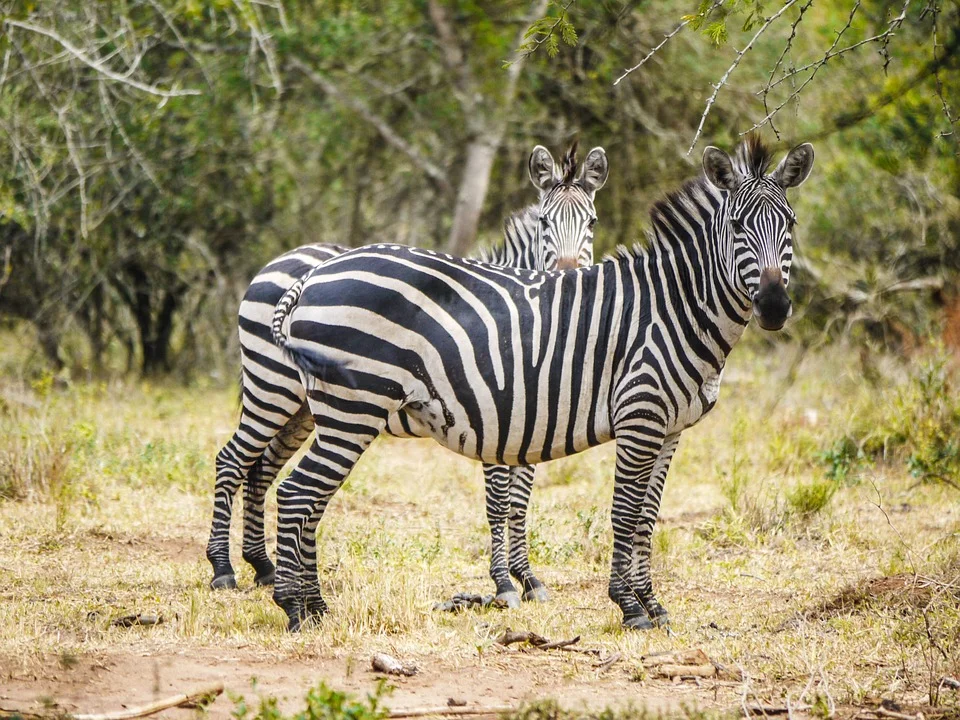 mburo1.jpg